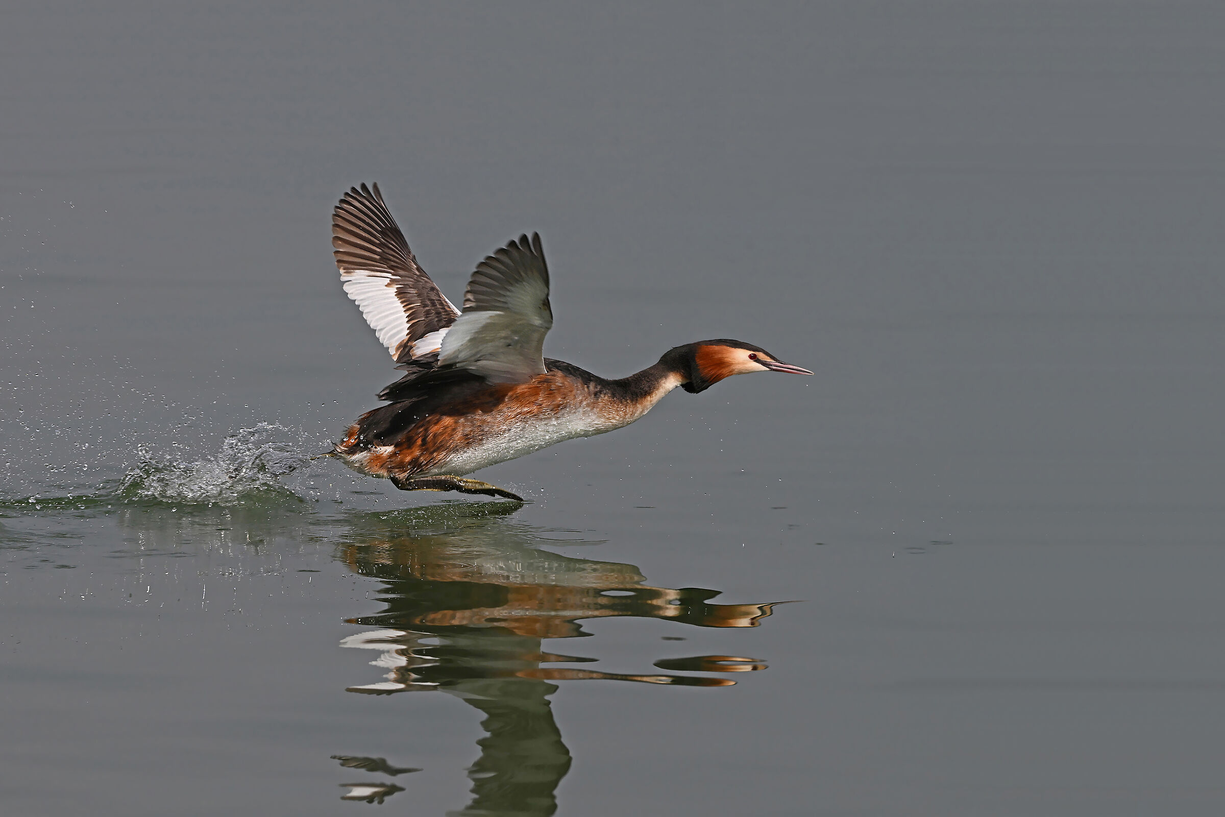 Feather Stories 3 (Great Grebe)...
