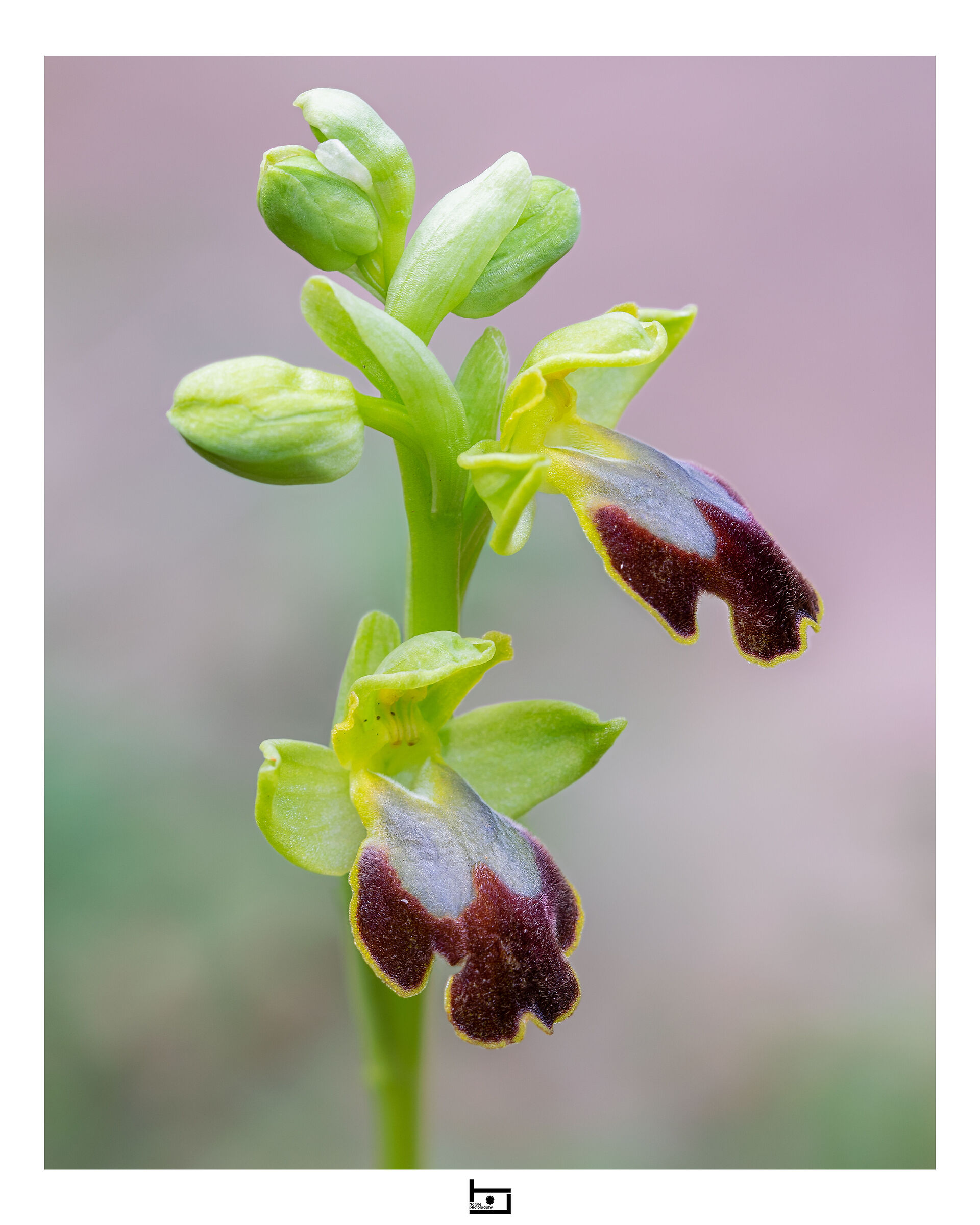 Archetype6/model=?:Ophrys-fusca:...