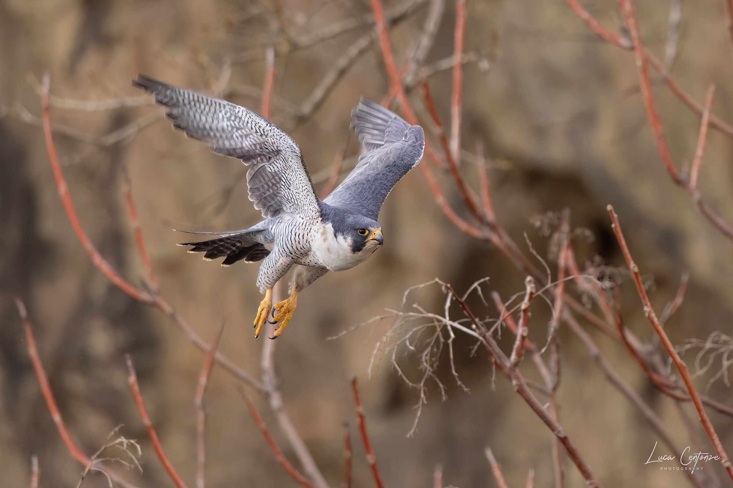 Peregrin Falcon (Falco peregrinus) ...