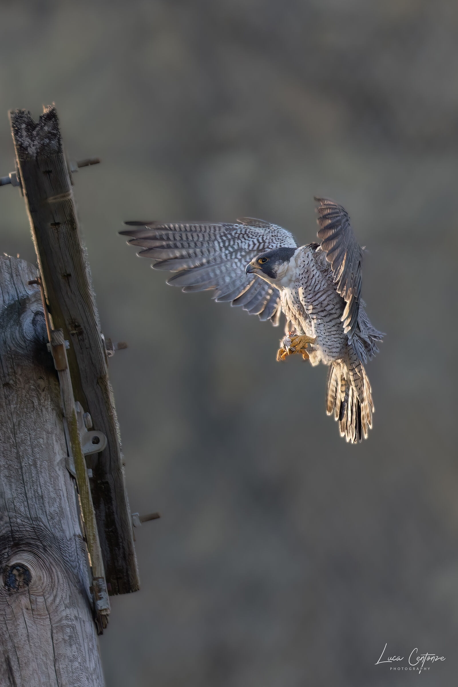 Peregrin Falcon (Falco peregrinus)...