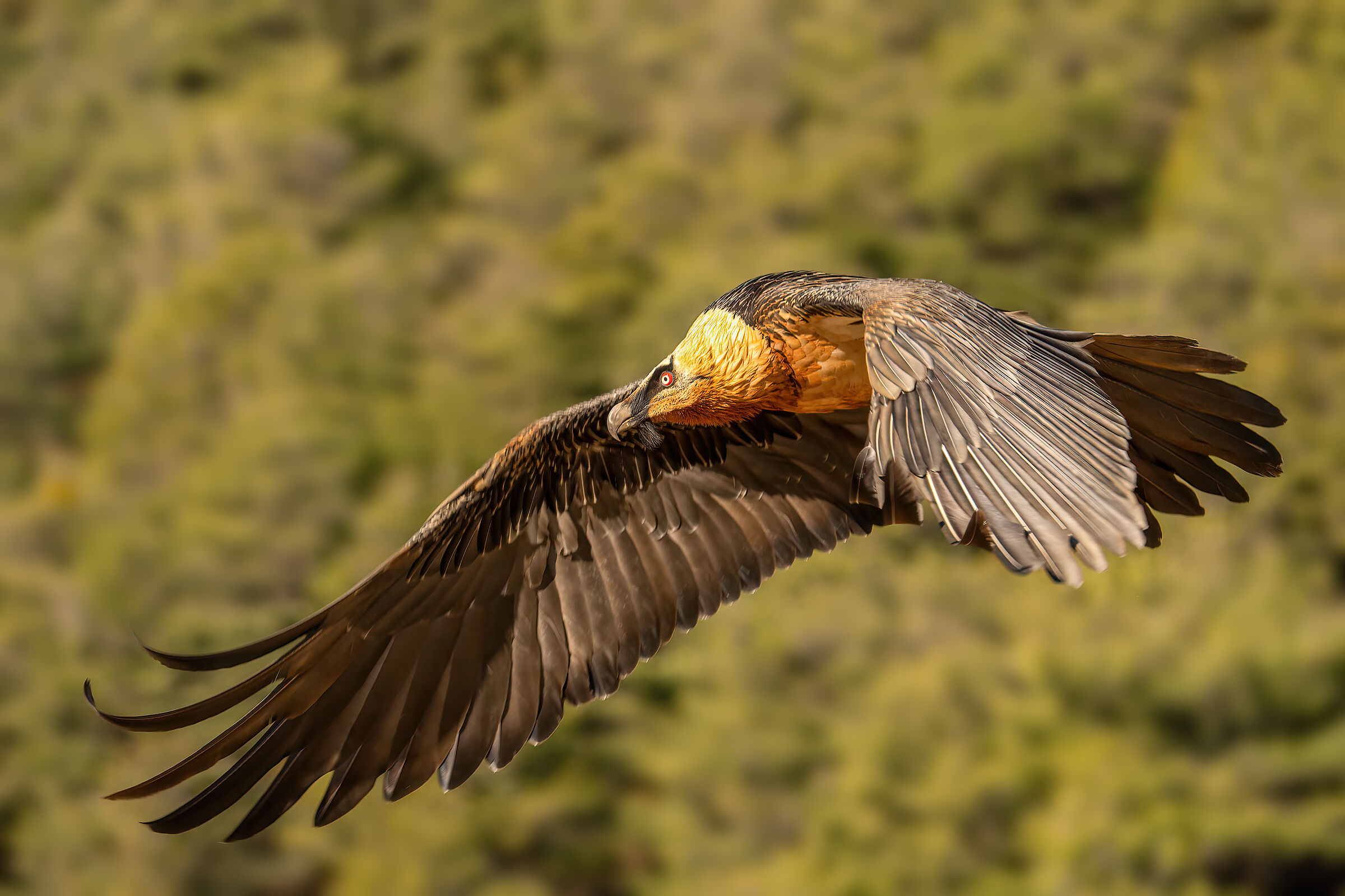 An adult bearded vulture...