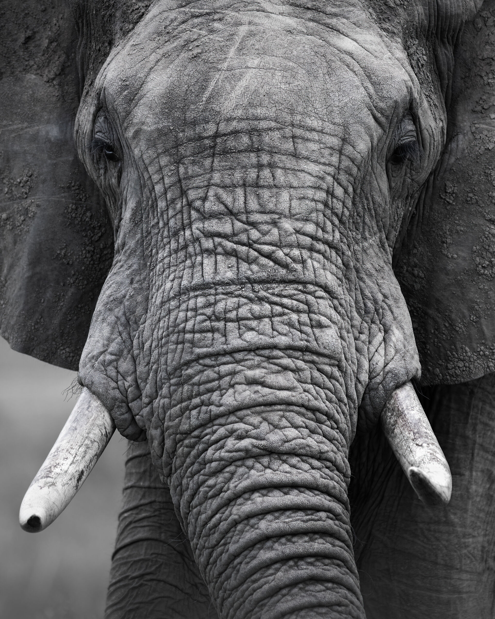 elephant portrait...