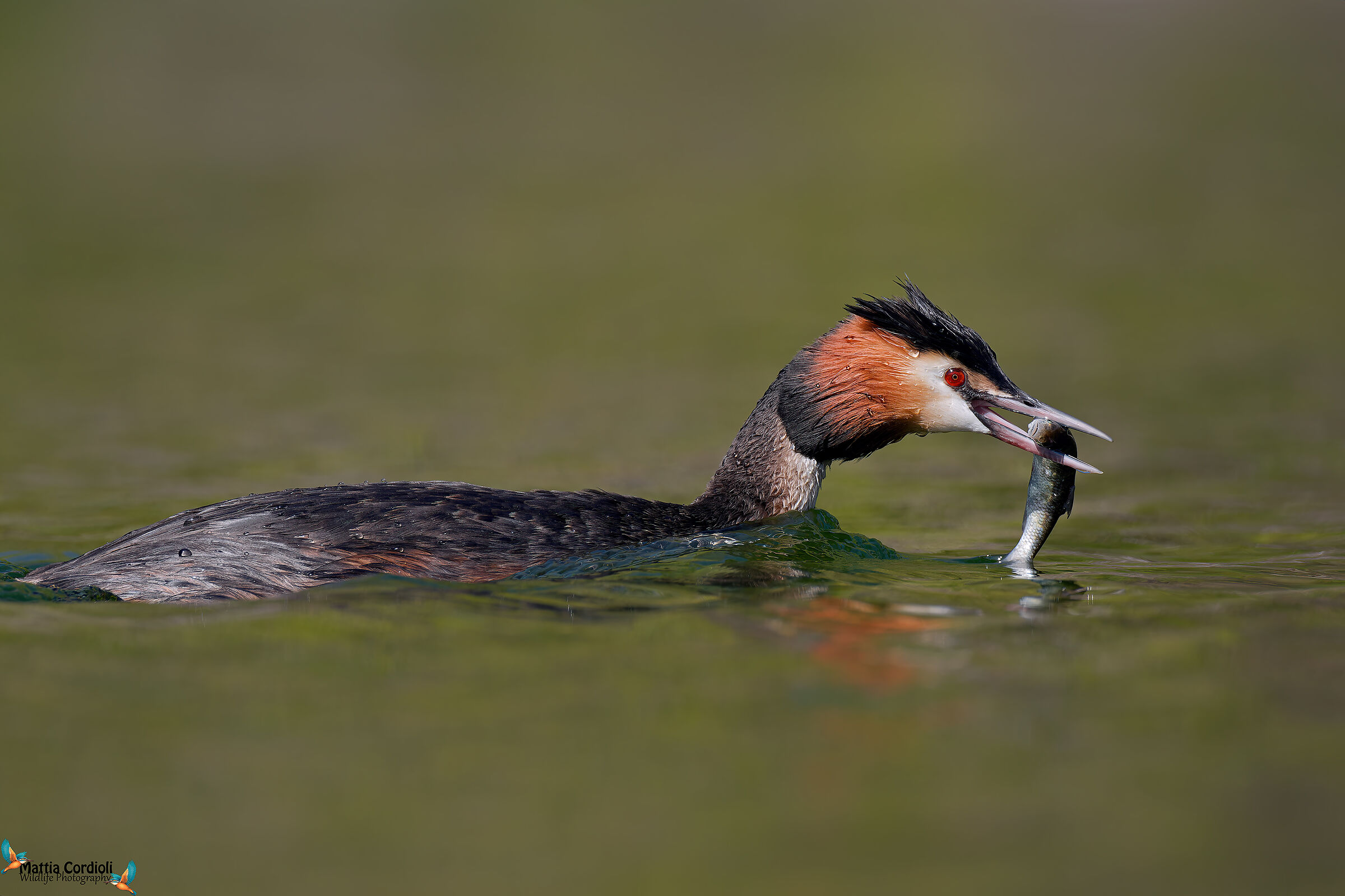 Great grebe with prey...