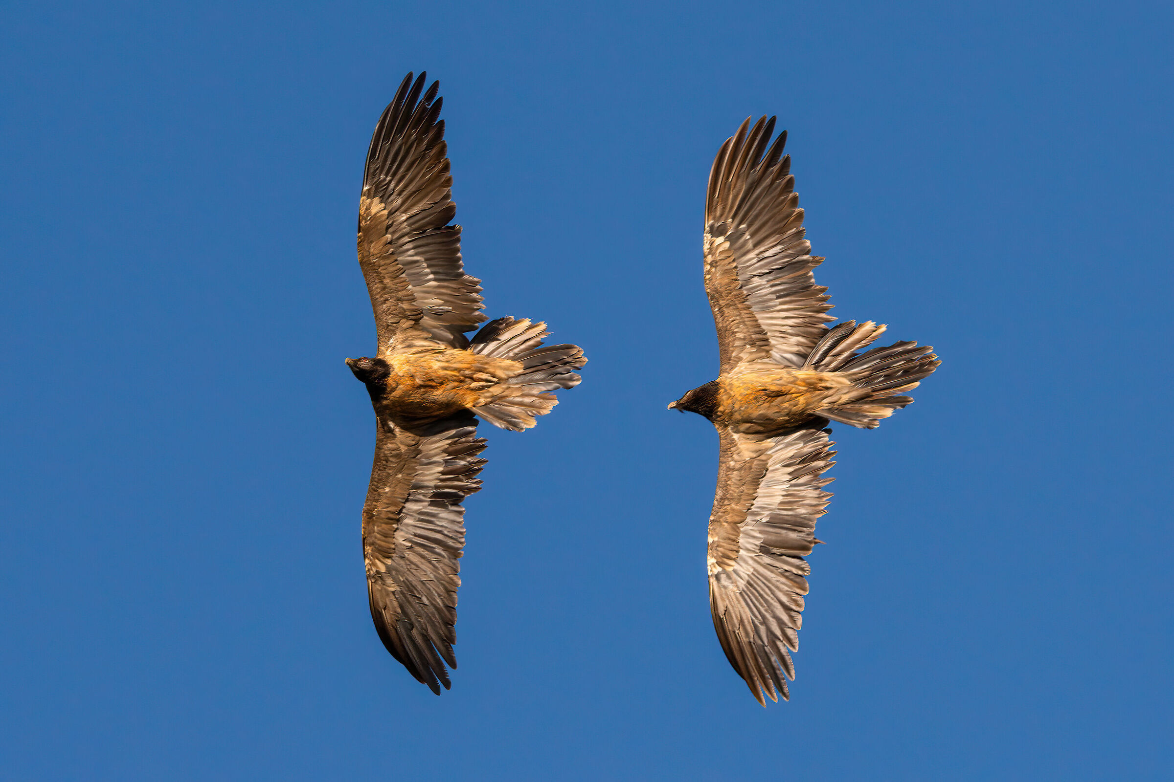 Pair of bearded vultures...