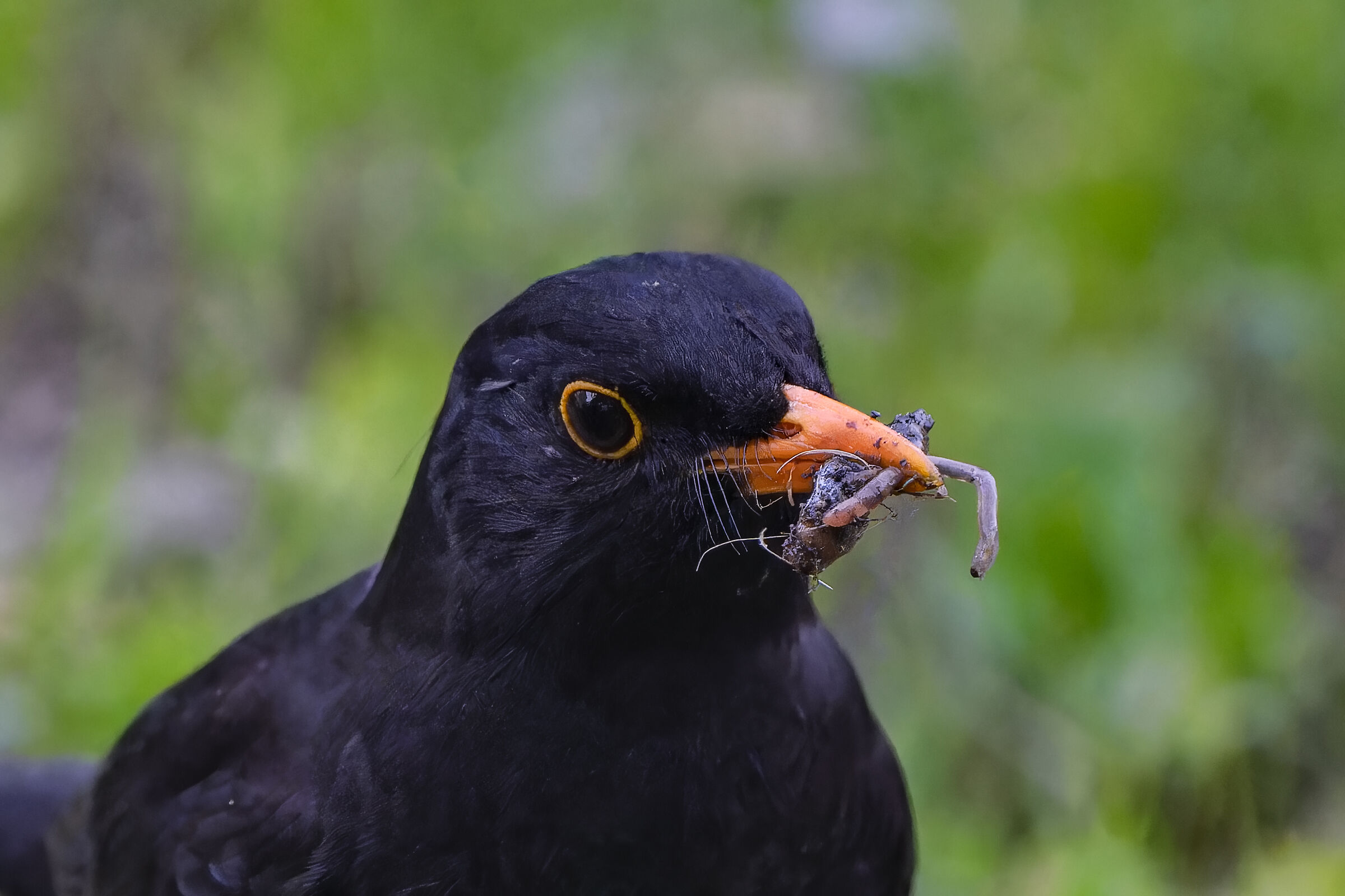 The blackbird with dinner for offspring...