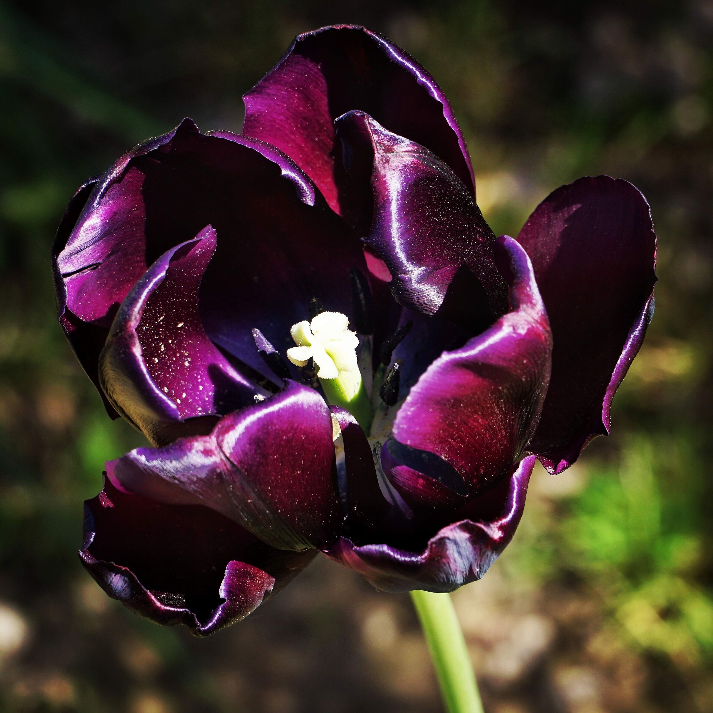 Tulipano viola...