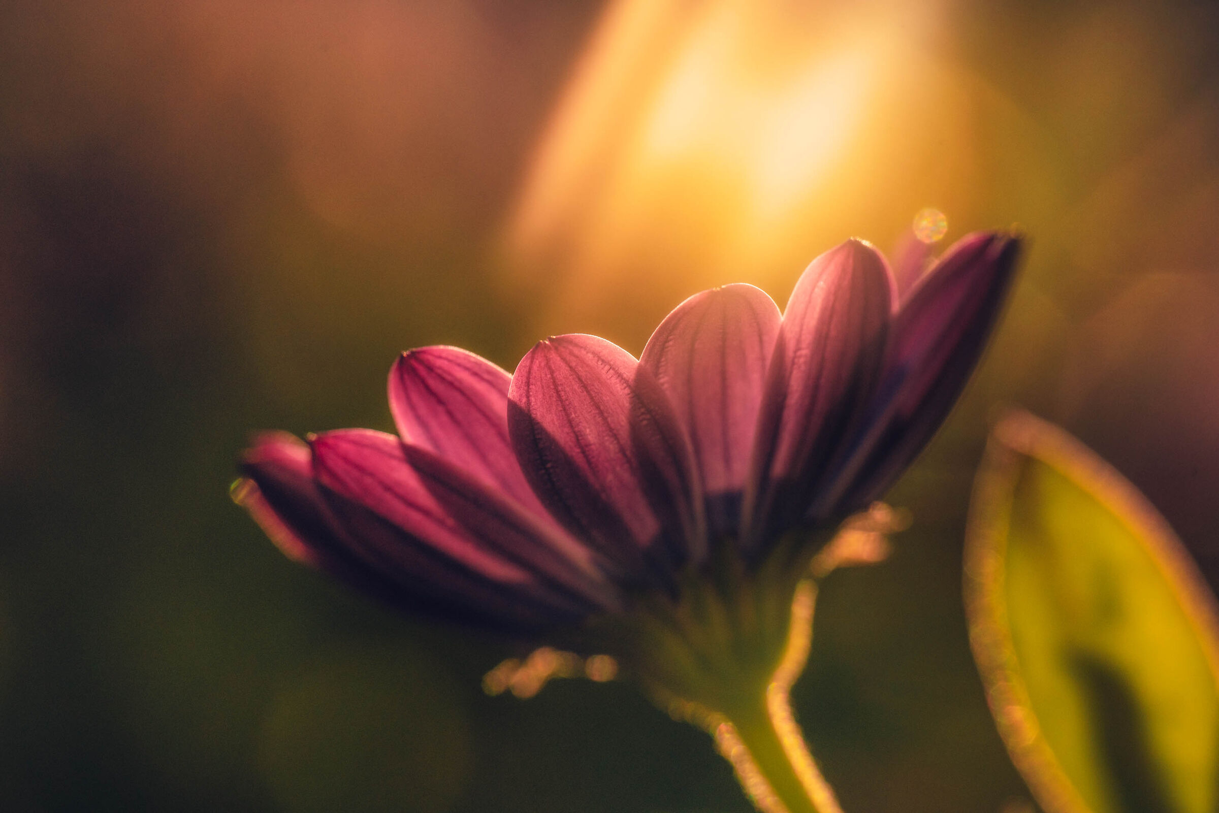 Flower backlit...