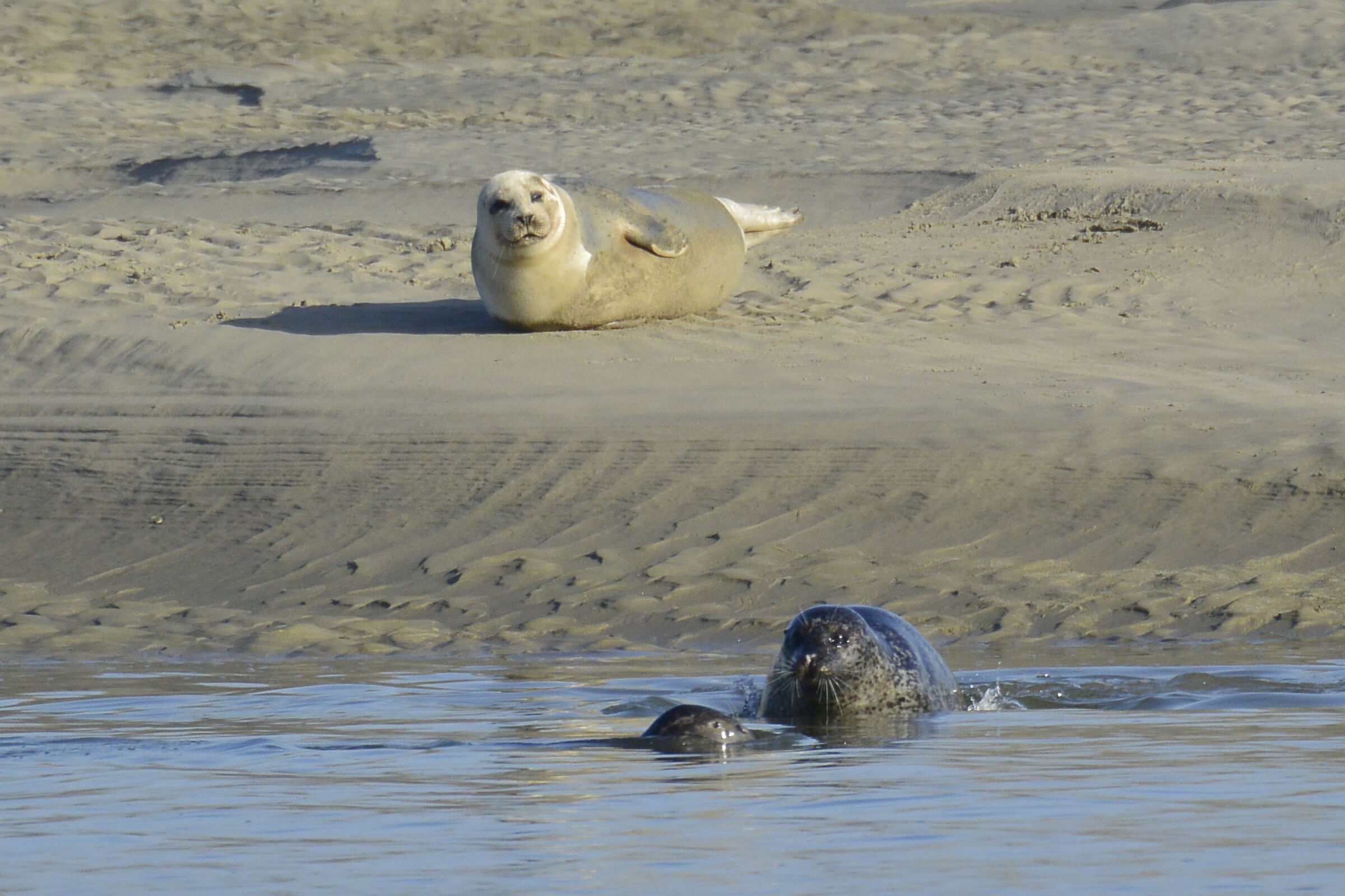 Seals...