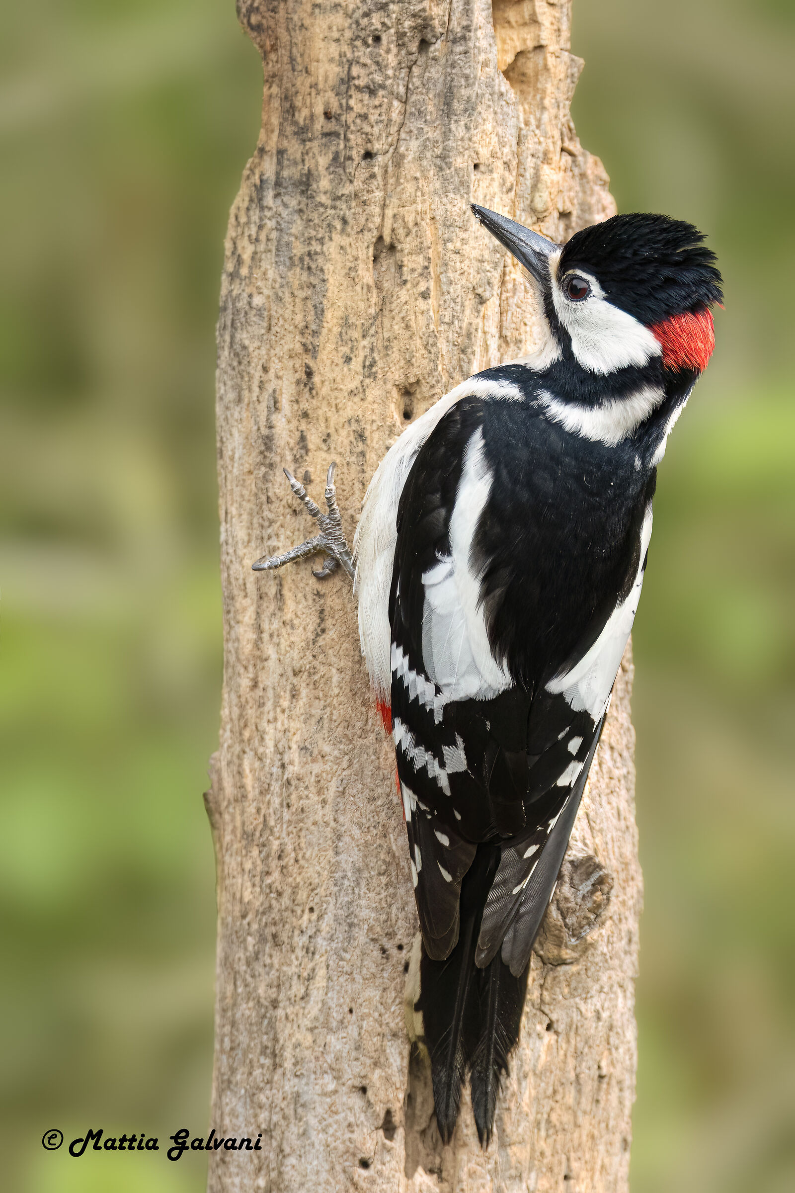Full-ridge Great spotted woodpecker...