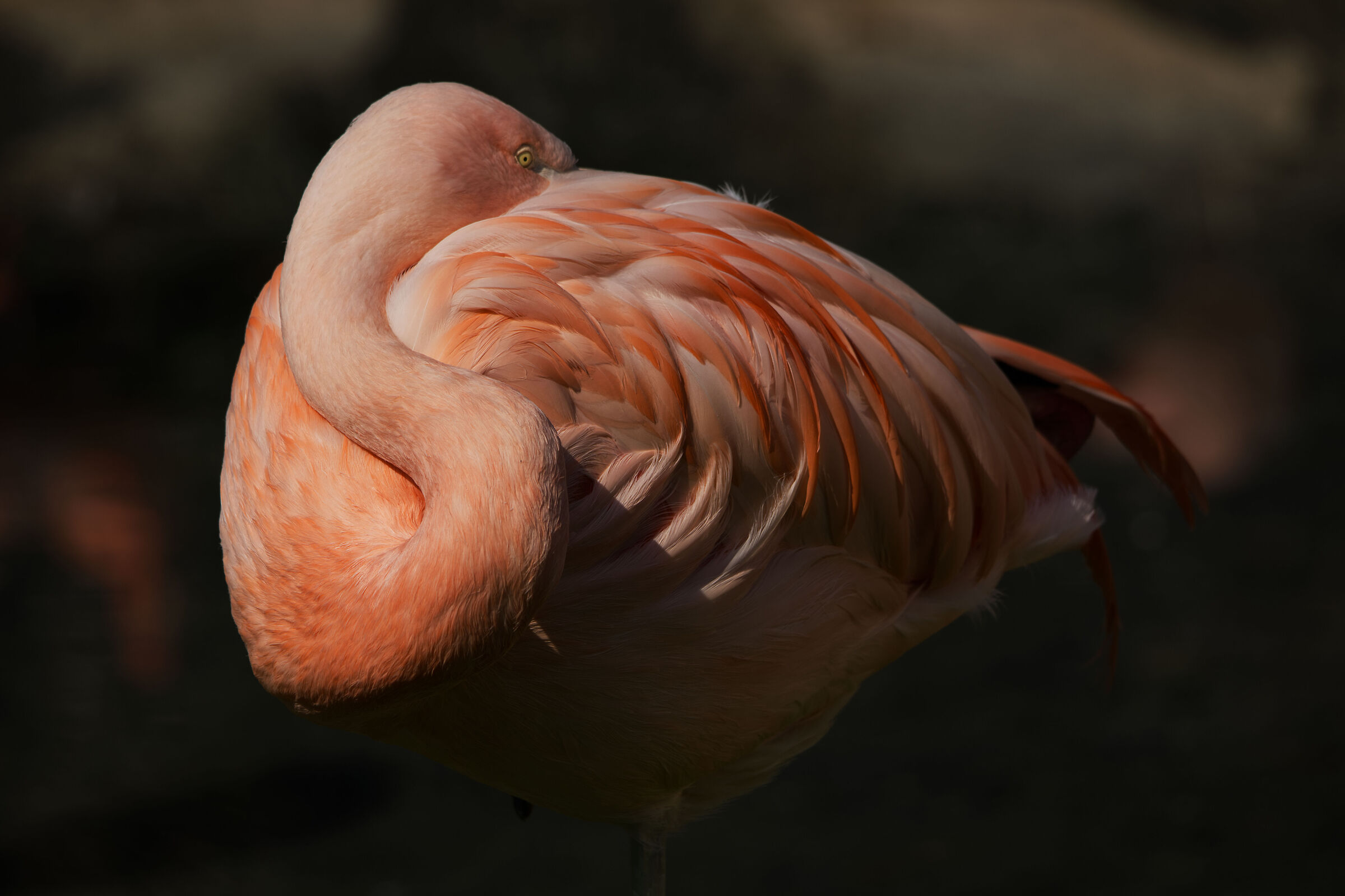 Chilean flamingo...
