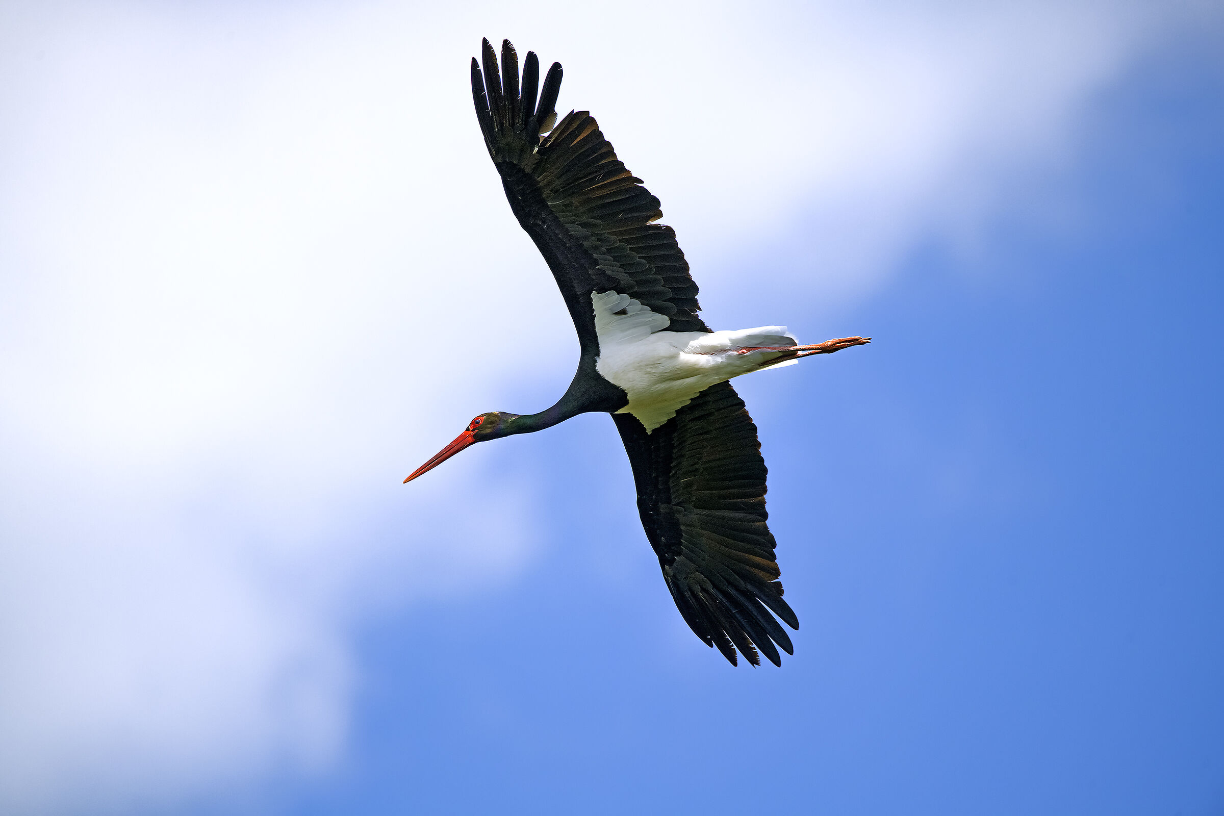 black stork...