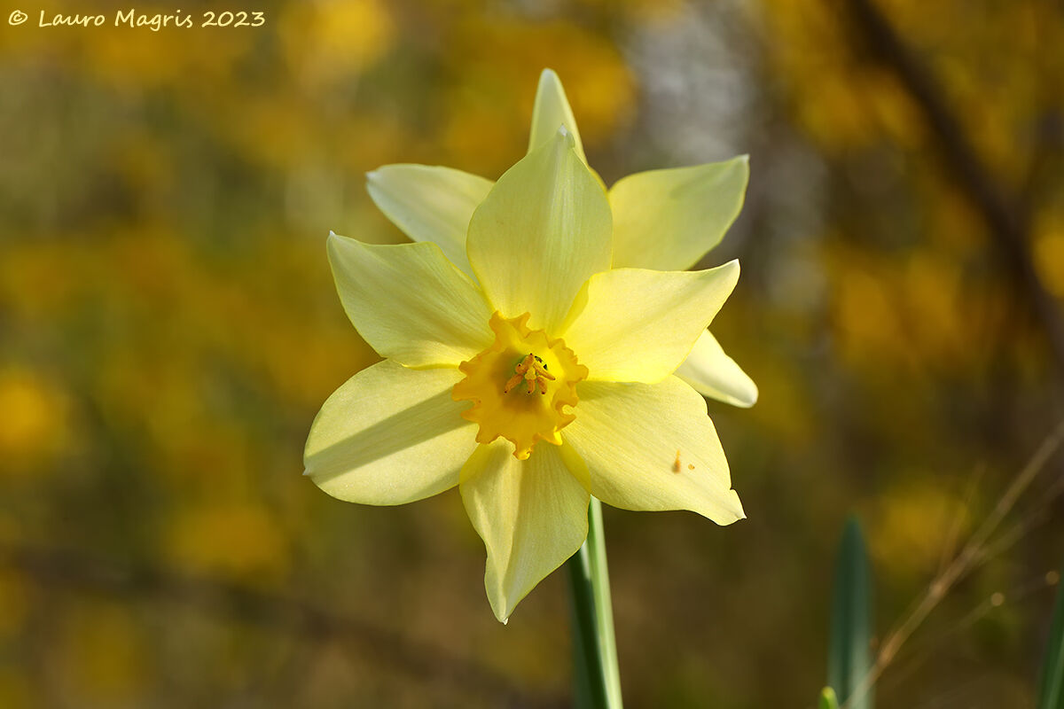 Narcissus...