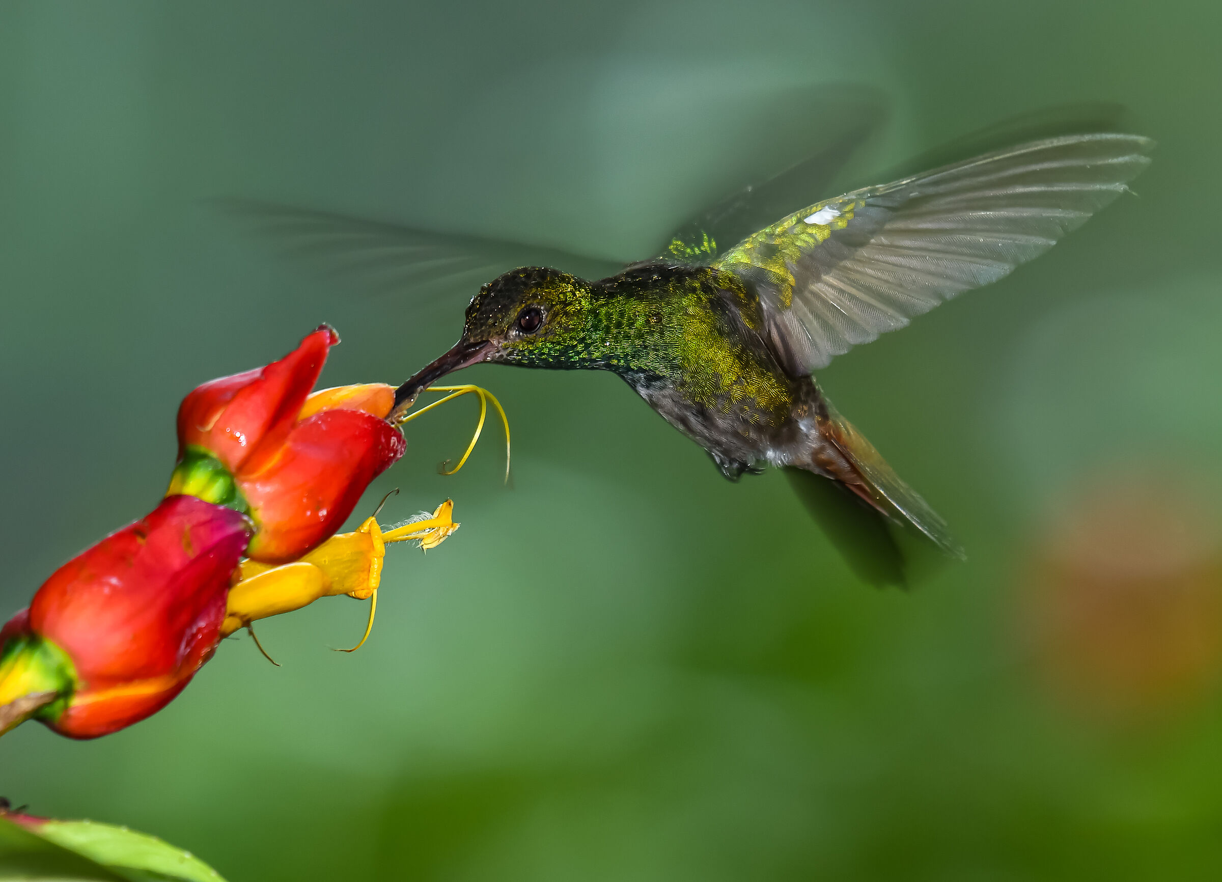 The flight of the hummingbird...