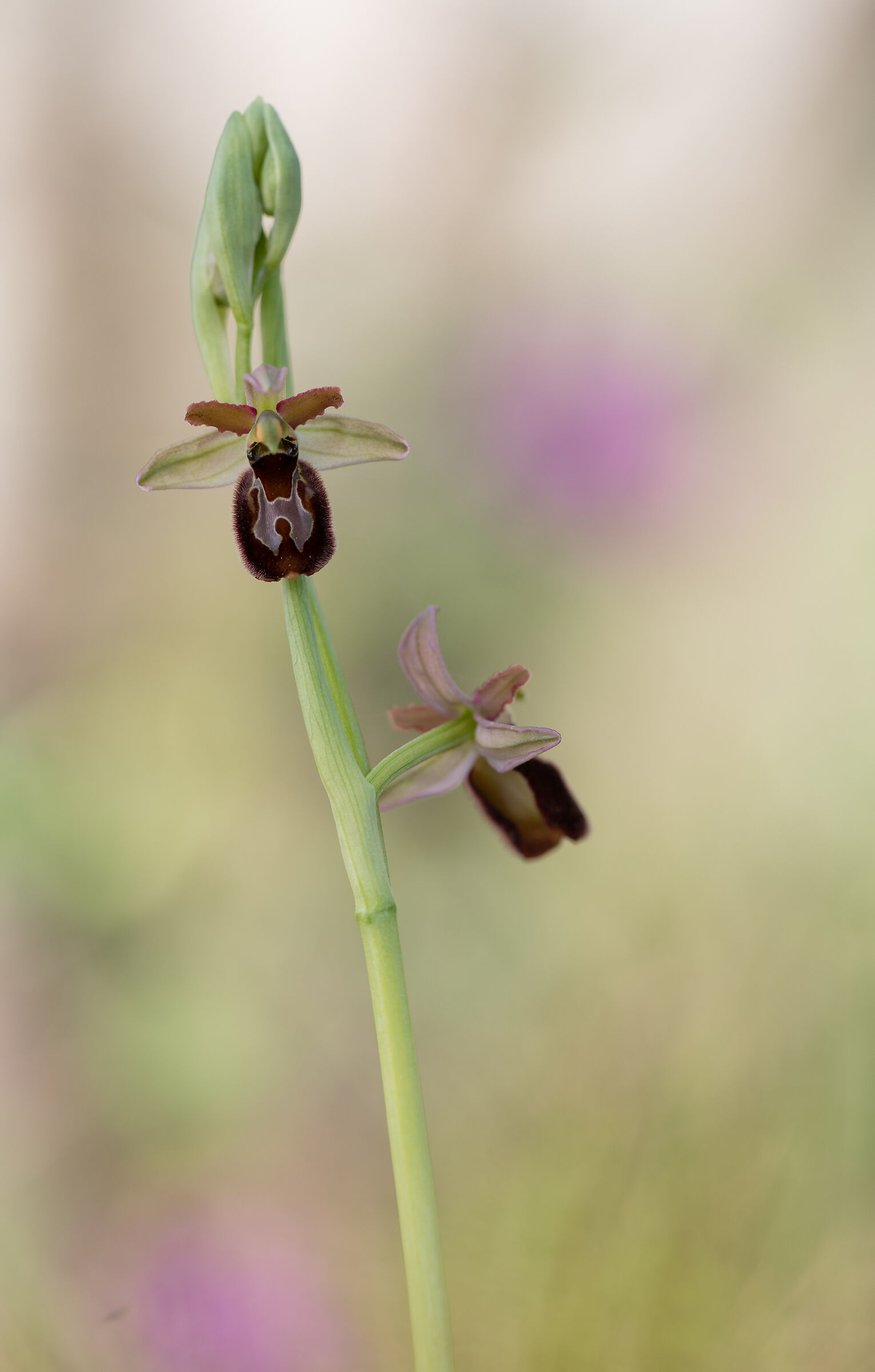 Ophrys x geneva...