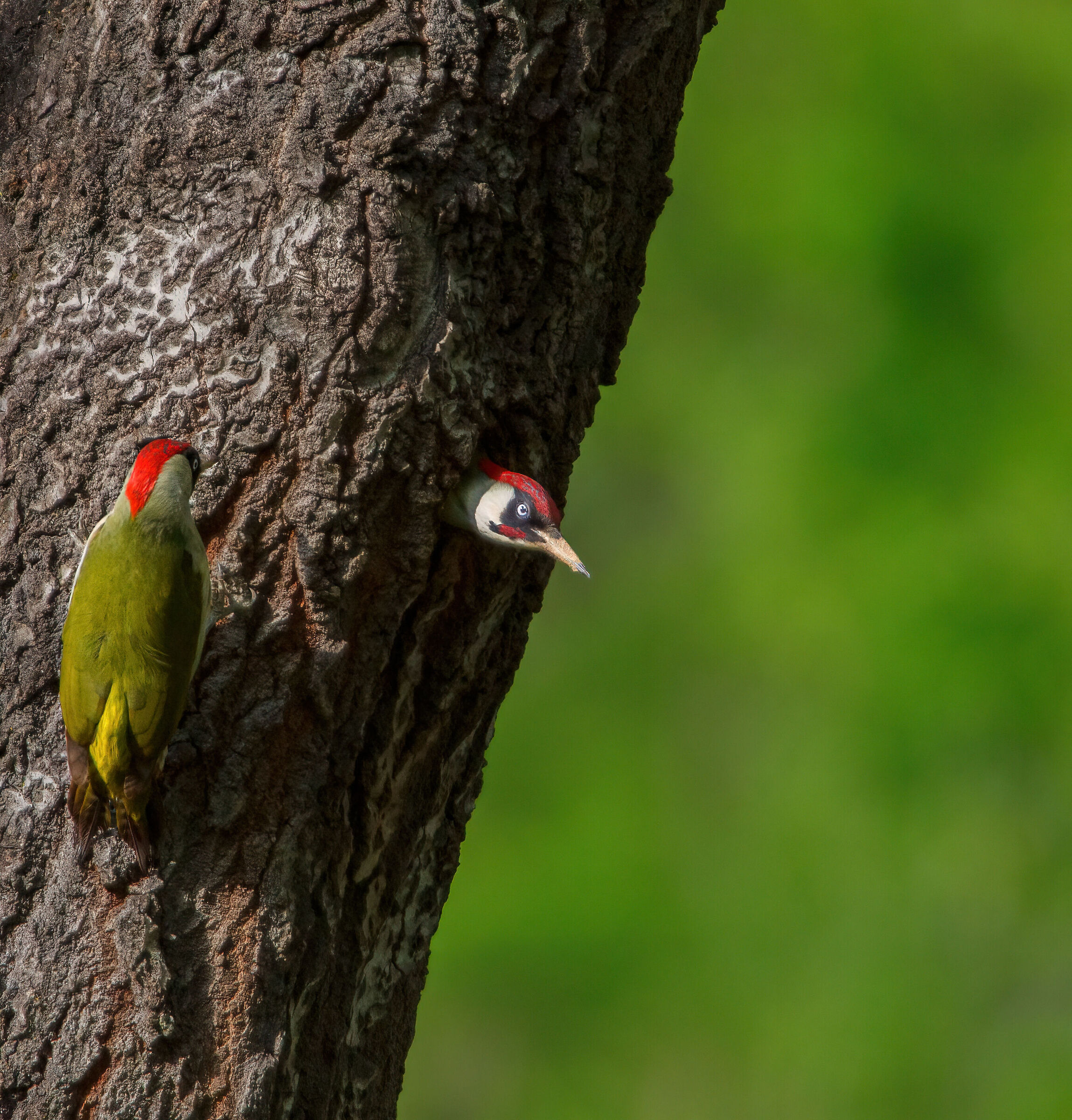 Green woodpeckers...