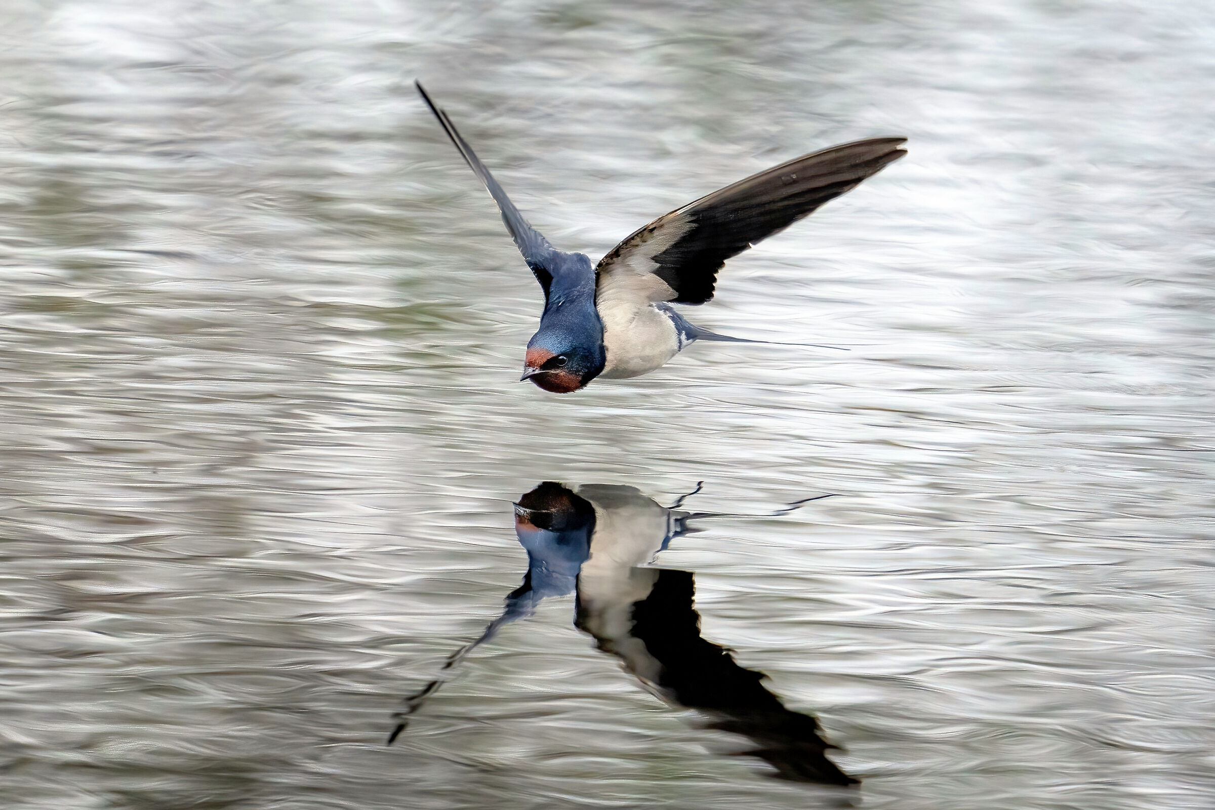 Common swallow (Hirundo rustica)...