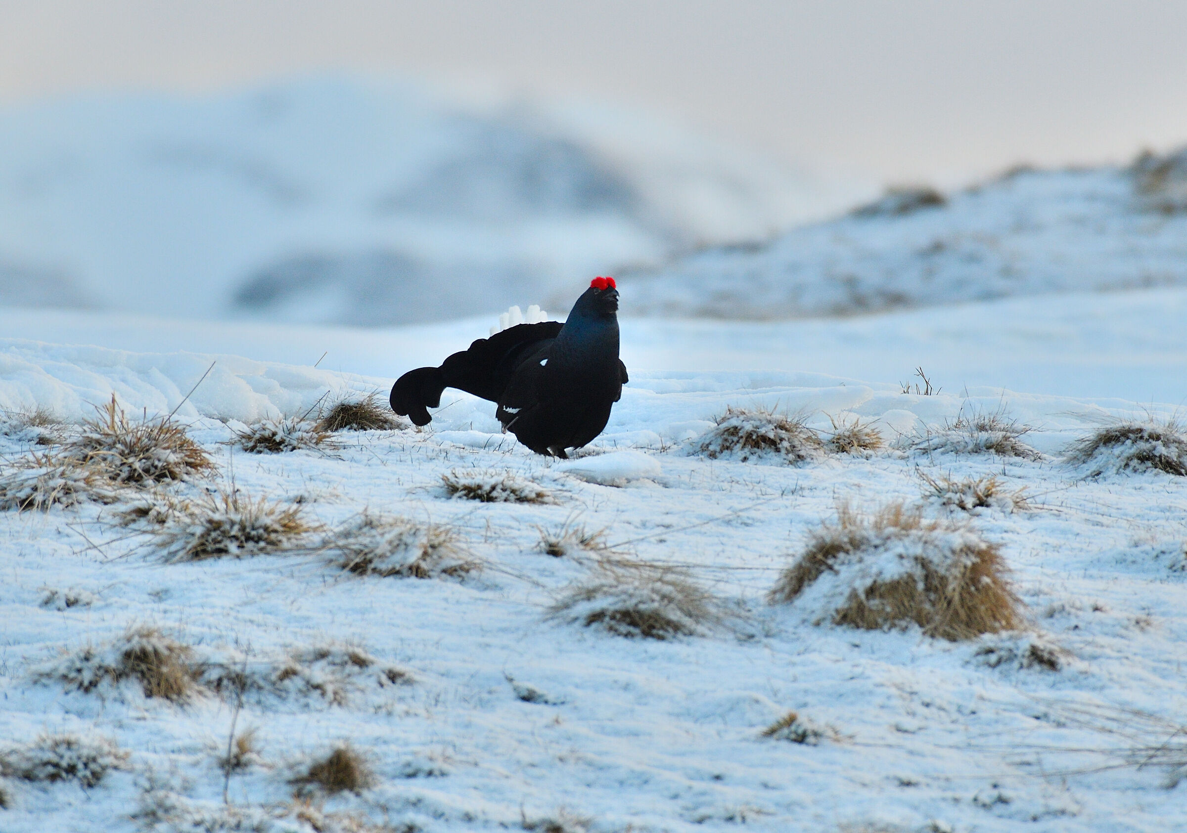 Black grouse on parade......