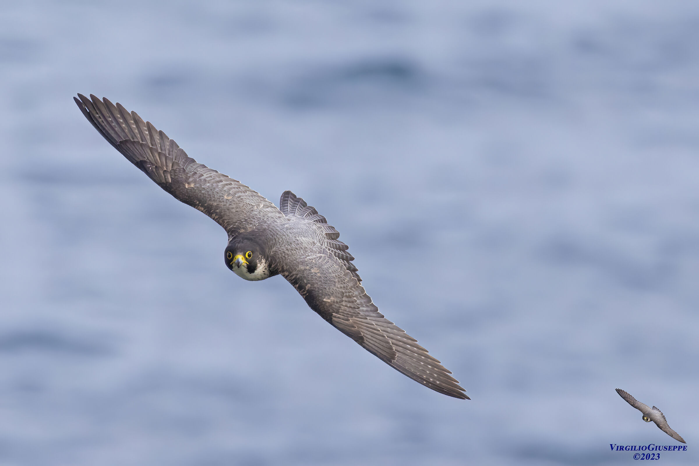 Peregrine Falcon Male (Sardinia) 2023...