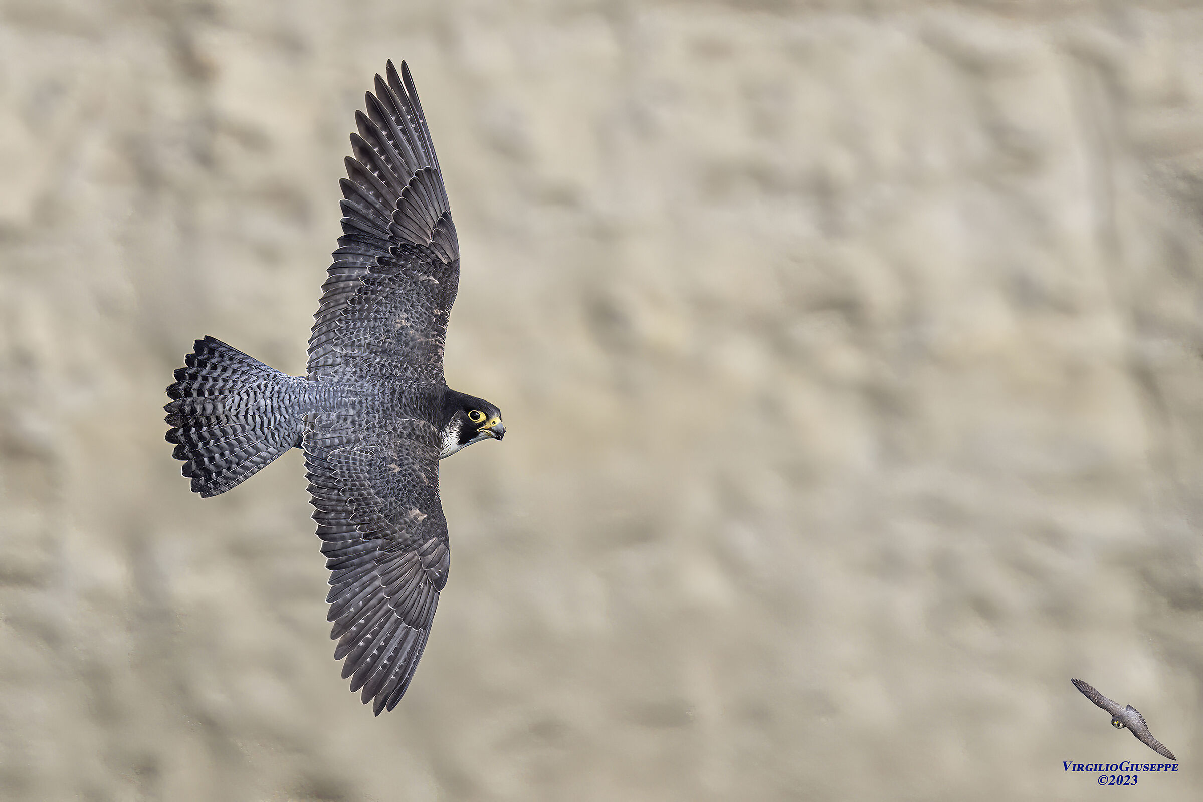 Peregrine Falcon Male (Sardinia) 2023...