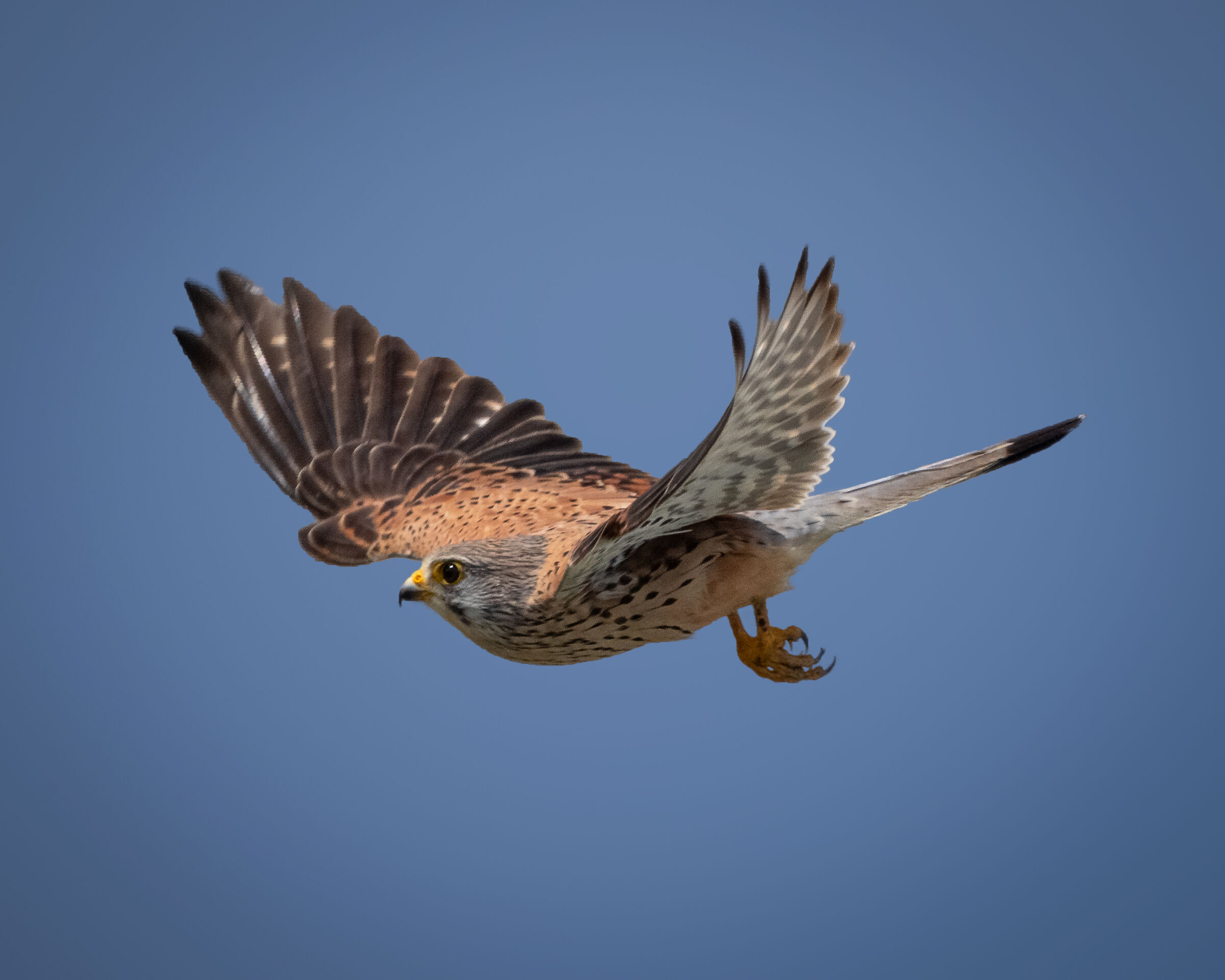 Kestrel Falco tinnunculus...