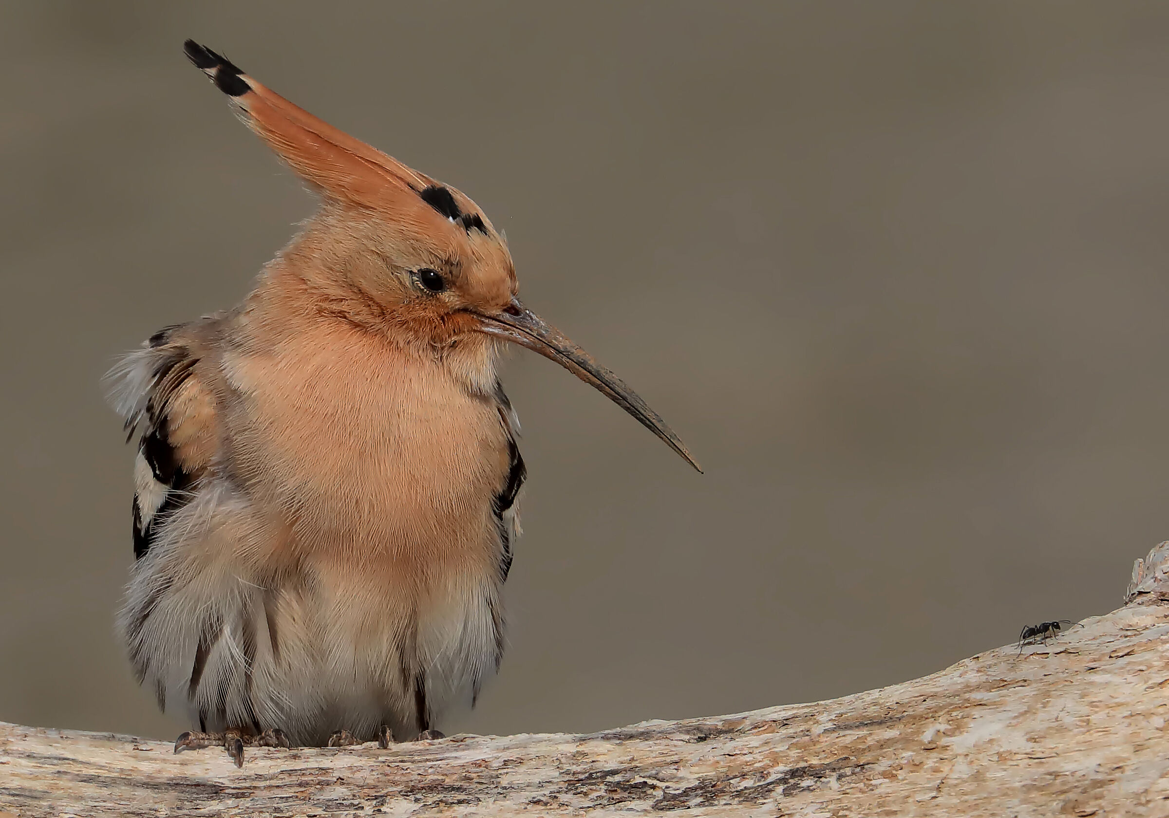 The hoopoe and the ant...
