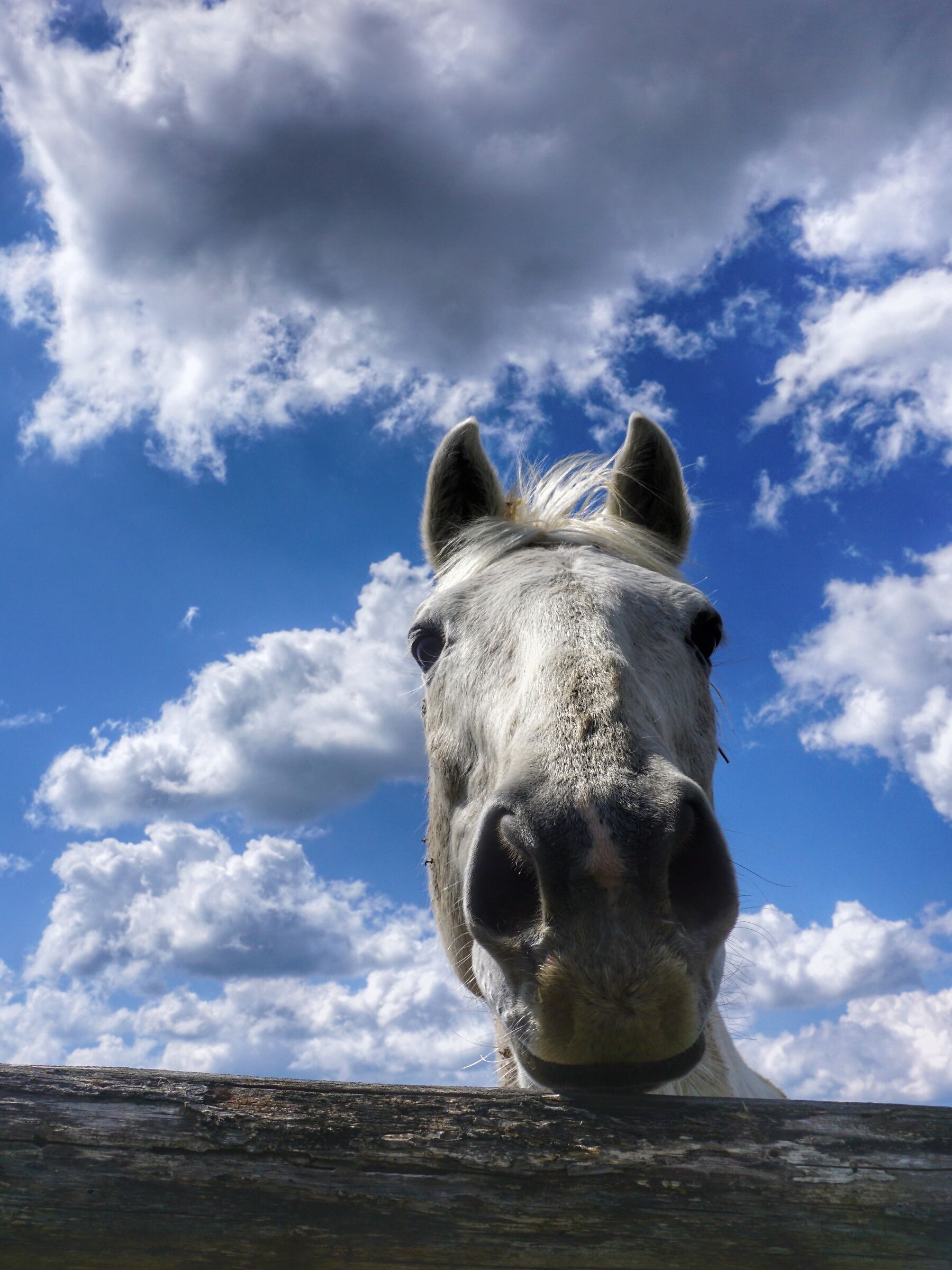 A horse in the clouds...