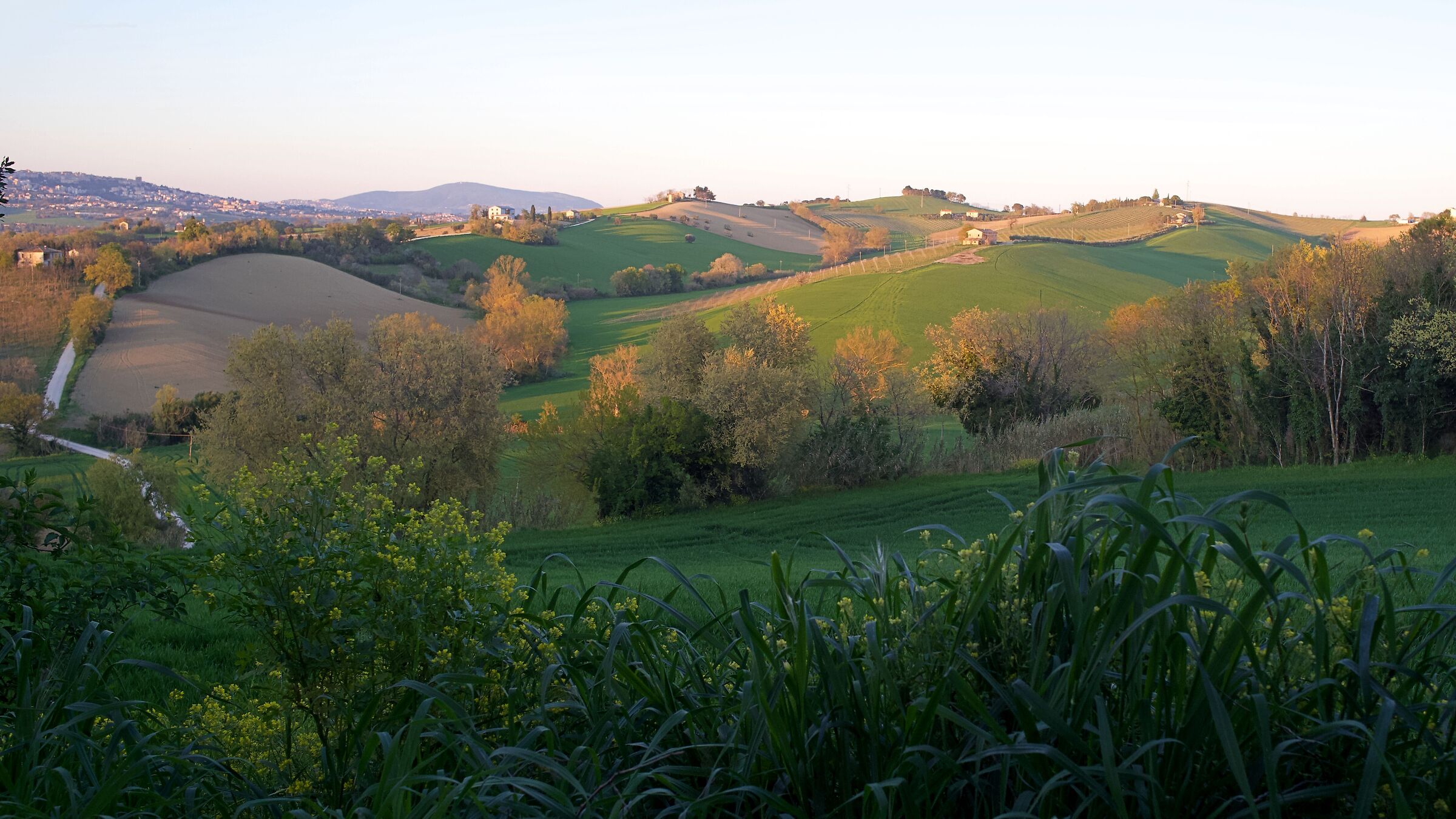 Rolling hills of the Marche region...