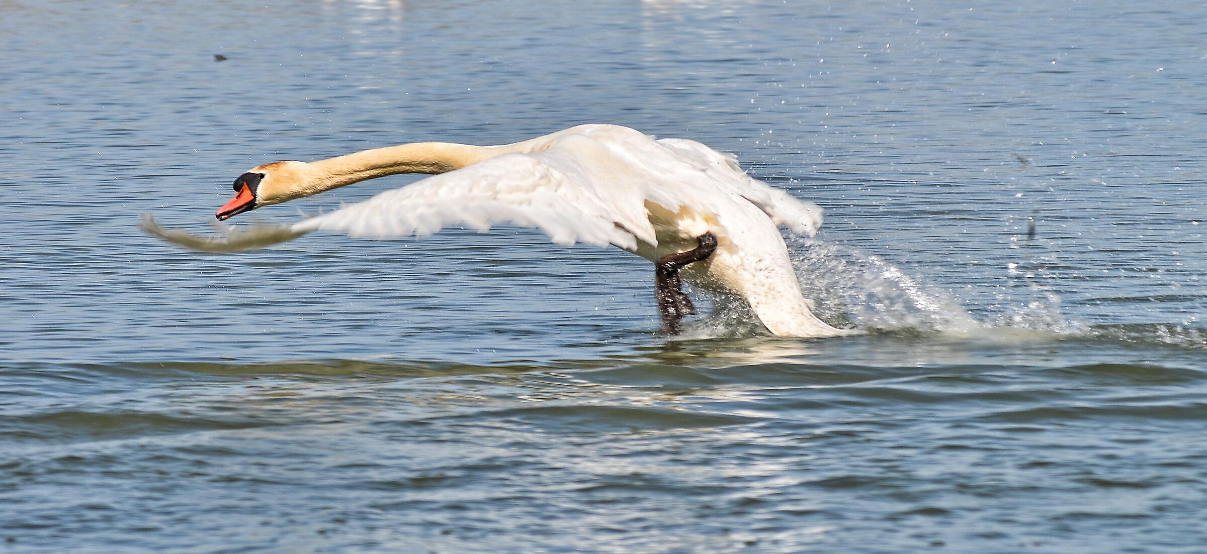 Swan taking off 01...