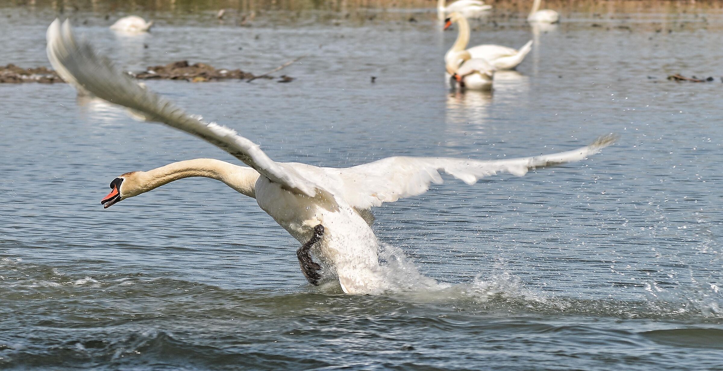 Swan taking off 02...