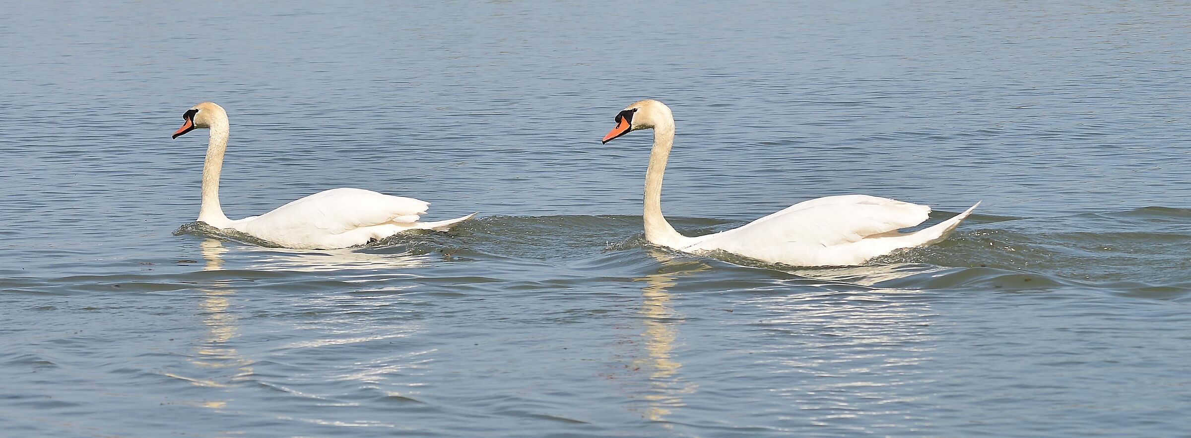 Swans 03...