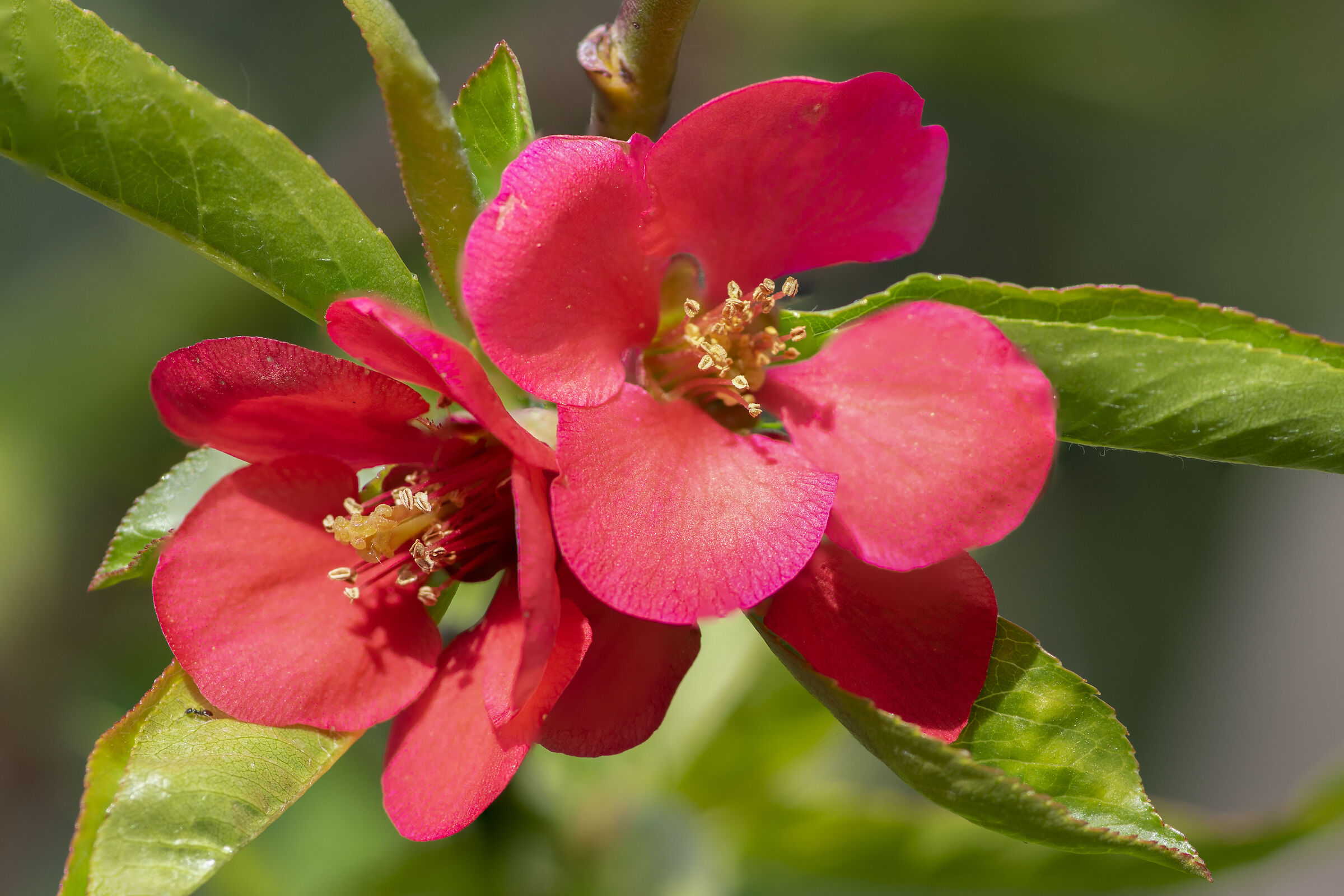 Japanese Quince...