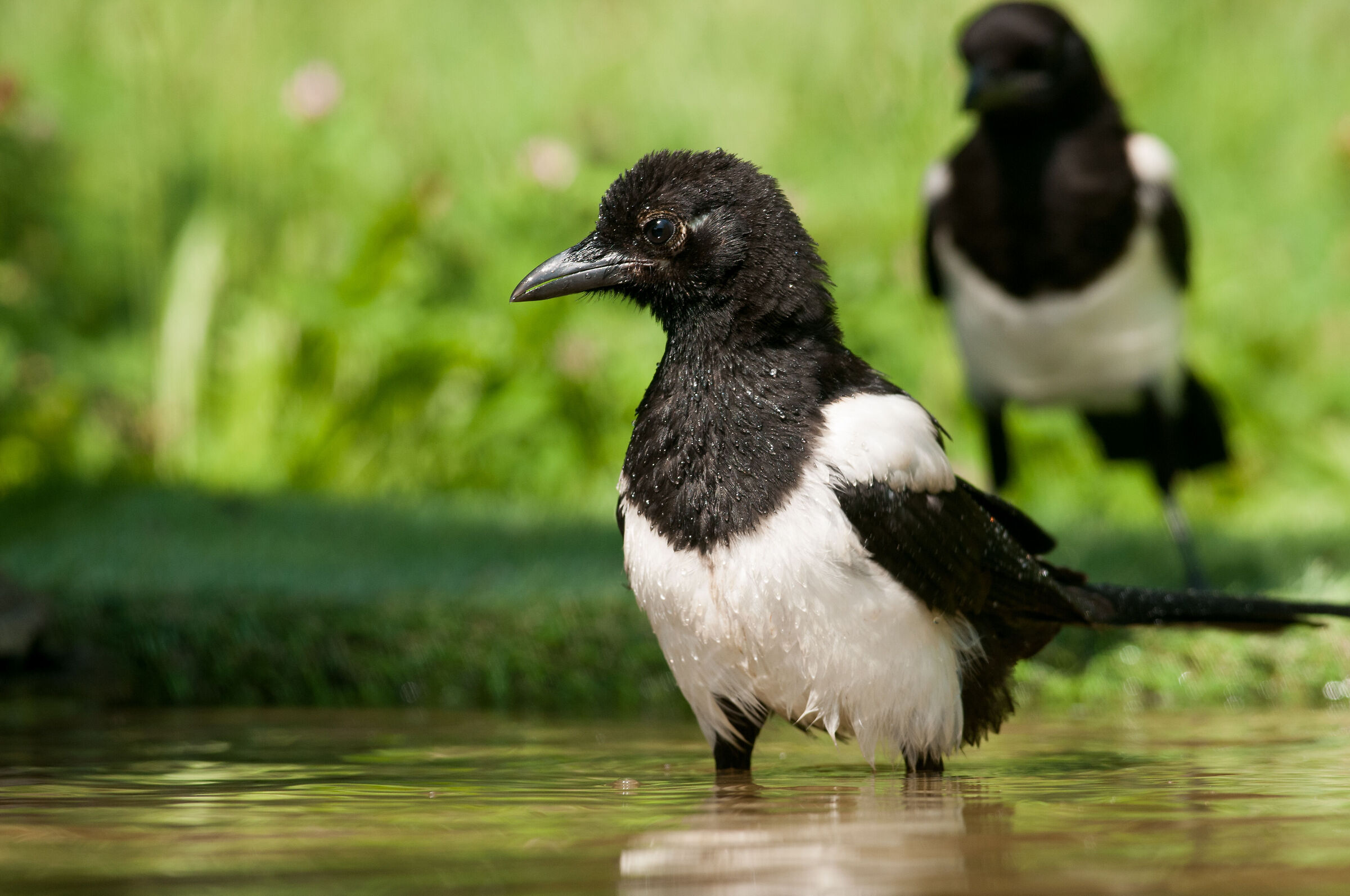 Magpie at the bath...