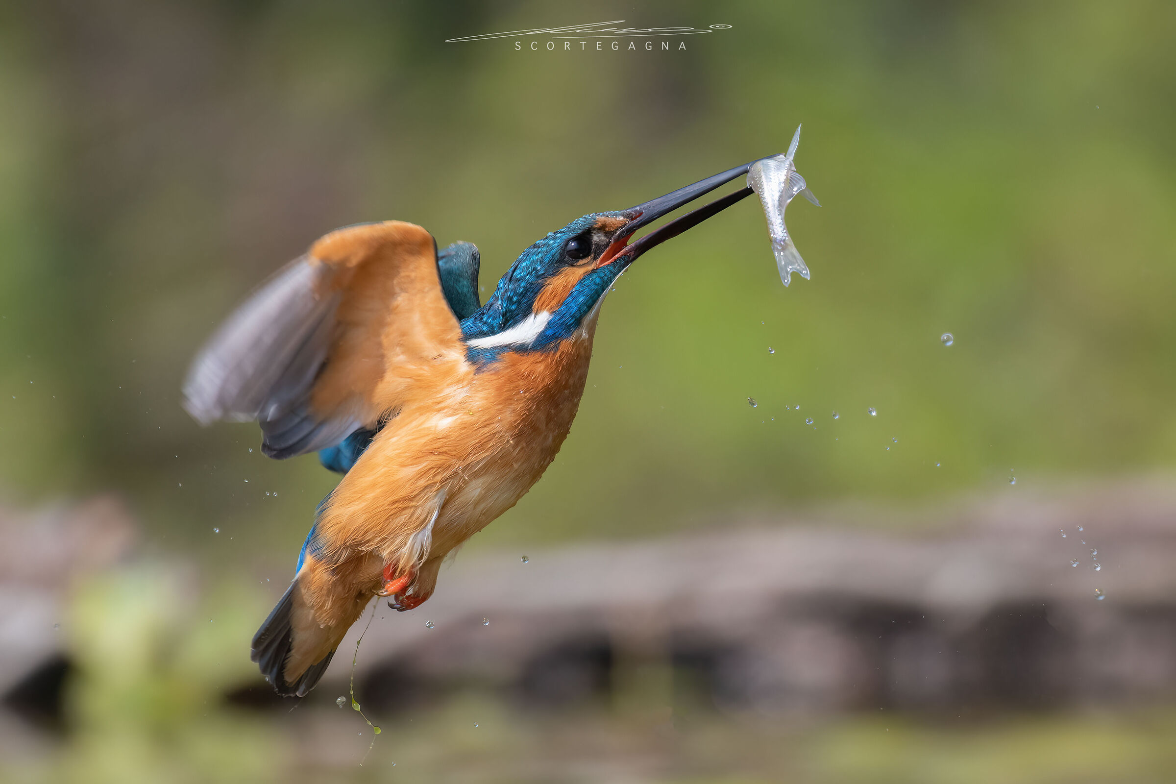 Male kingfisher with prey ...