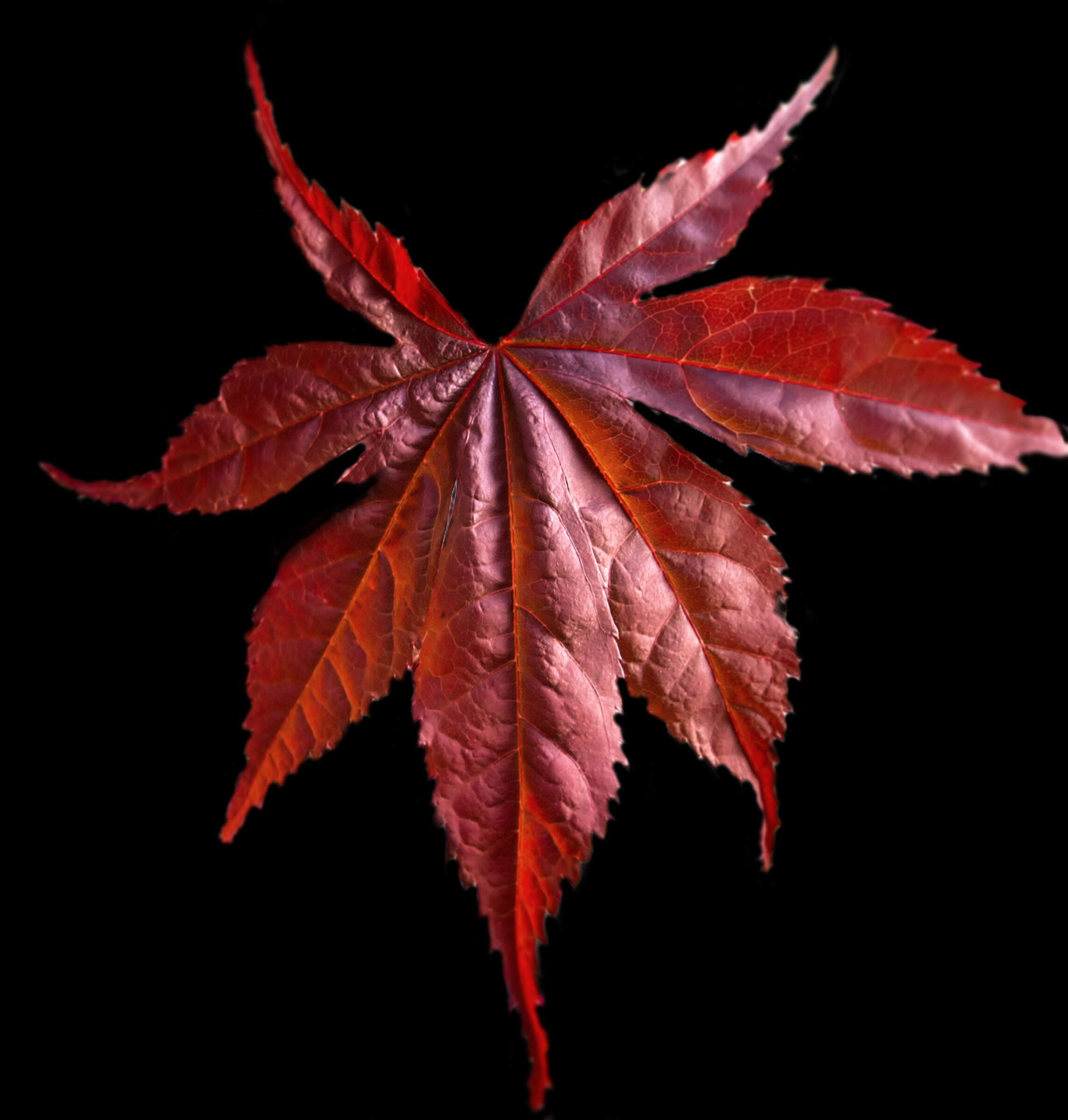 Maple leaf...