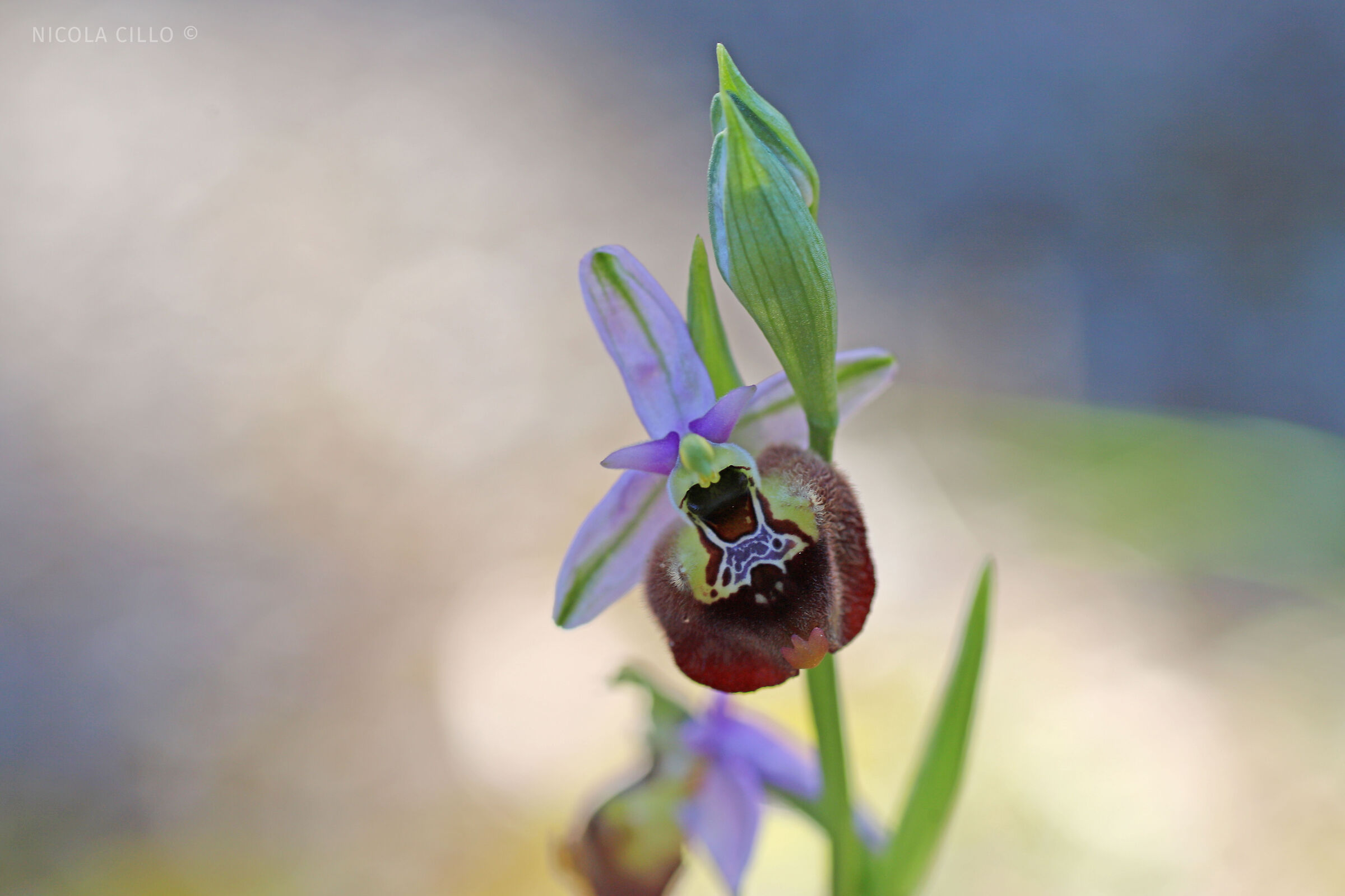 Ophrys parvimaculata...