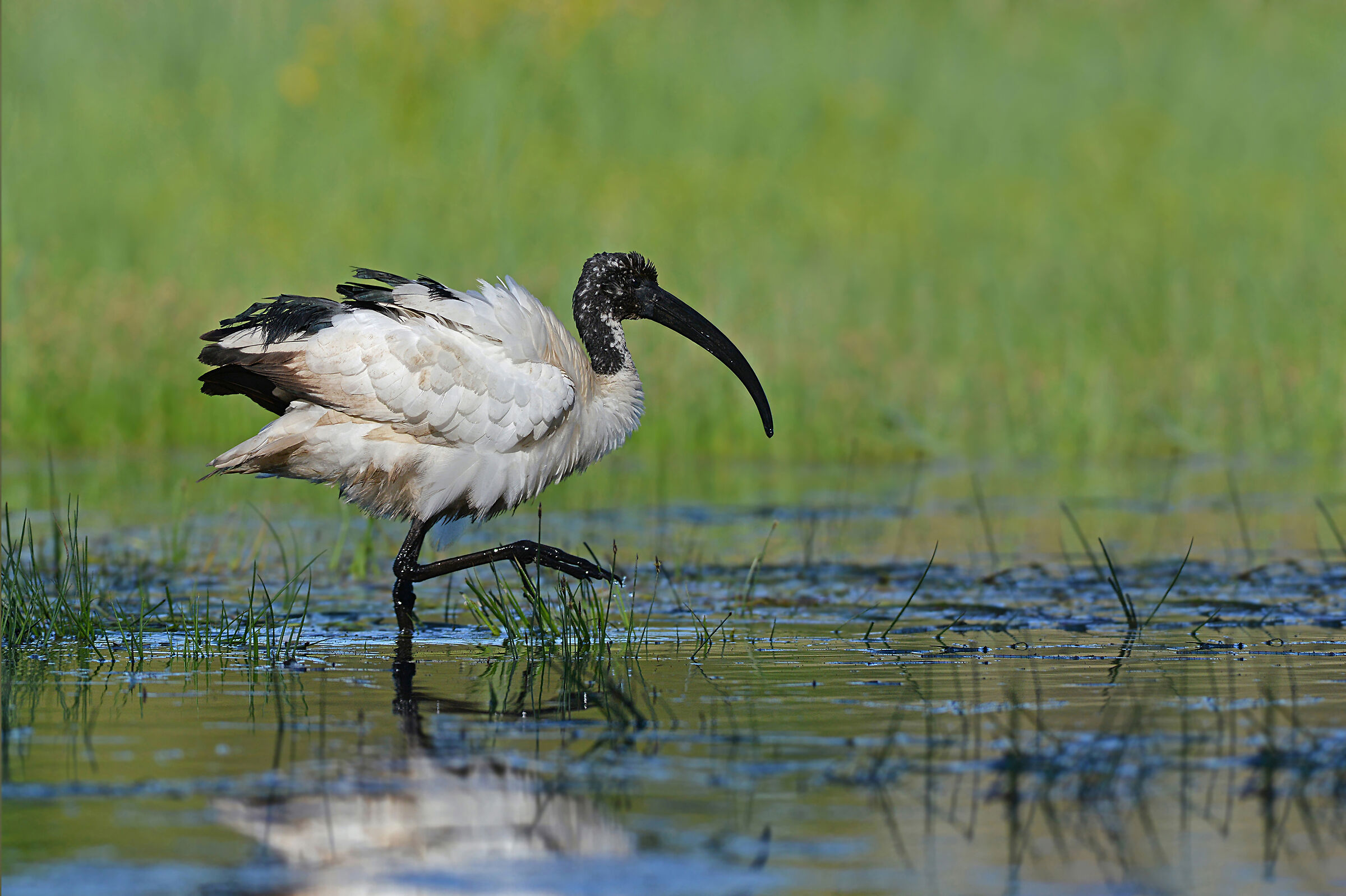 Feather Stories 3 (Sacred Ibis)...