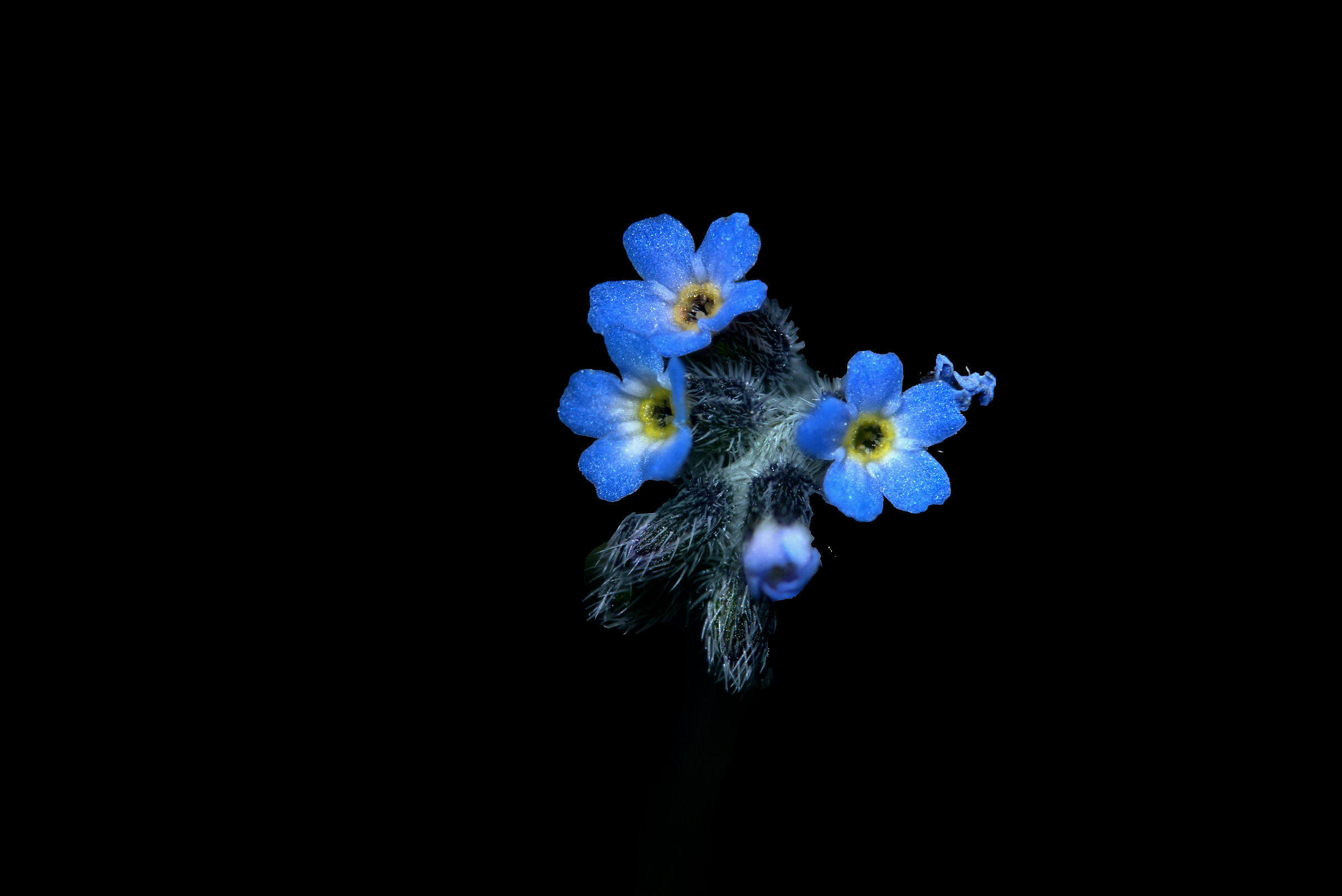 Forget-me-not......