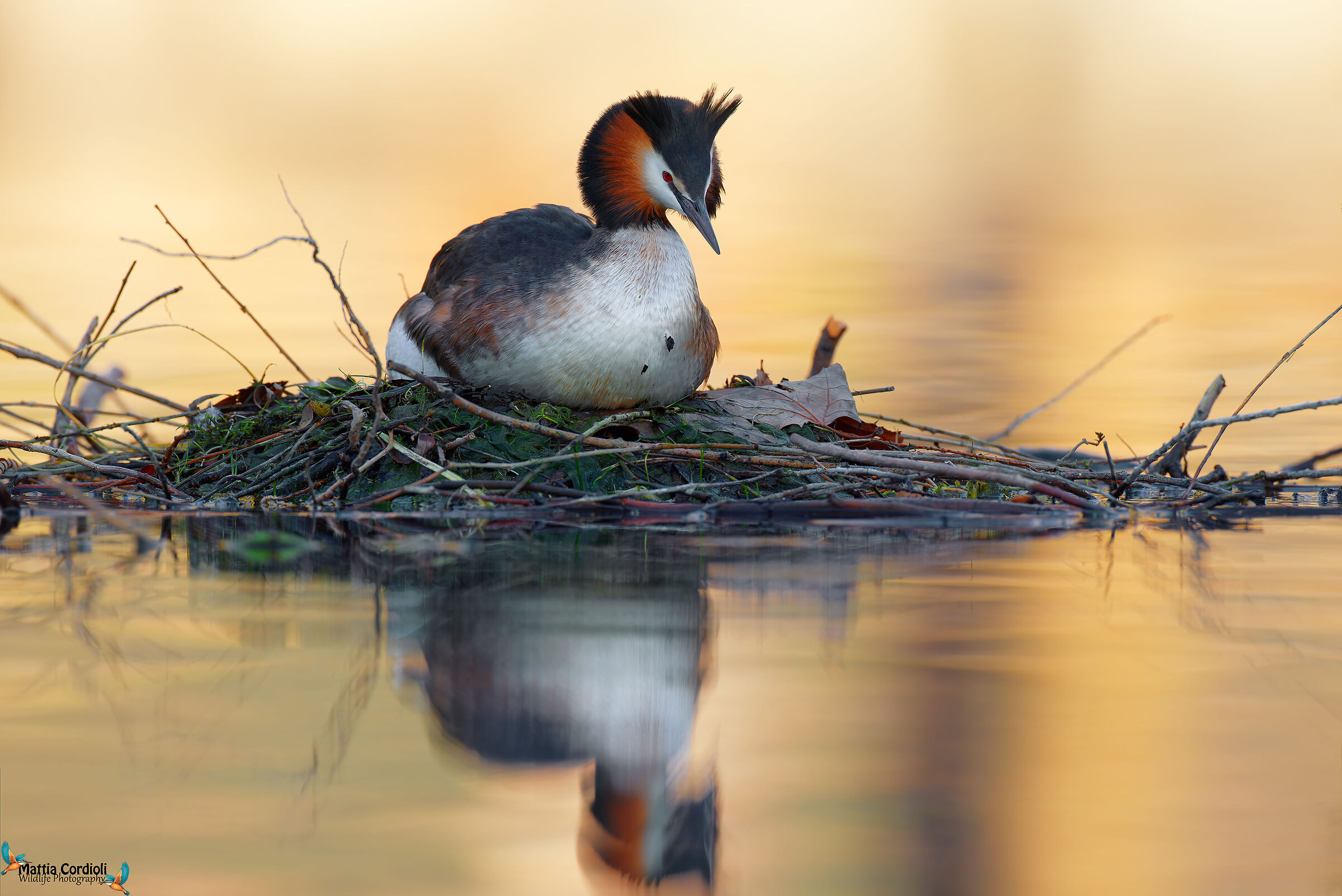 Grebe at the nest...