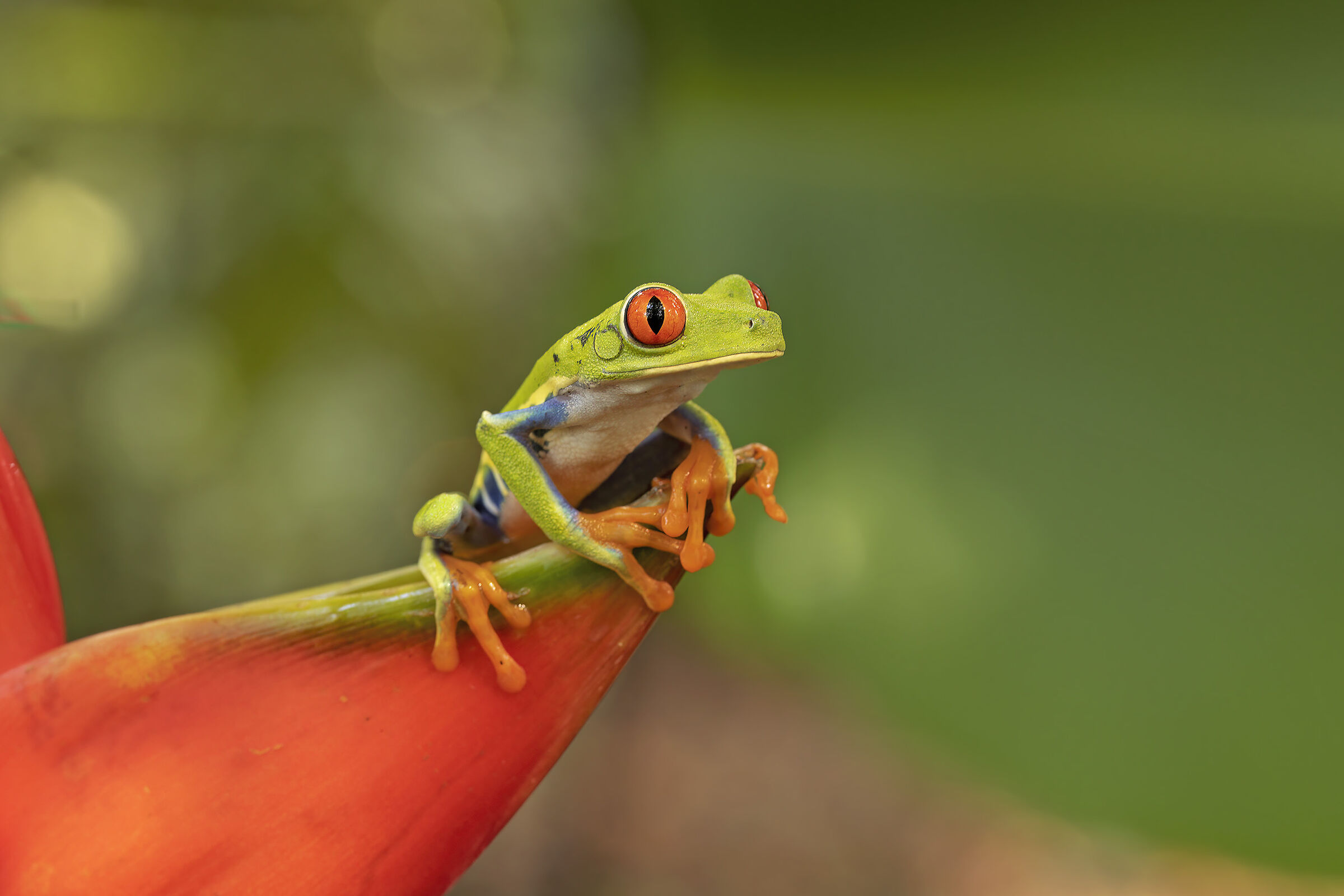 Red-eyed frog...