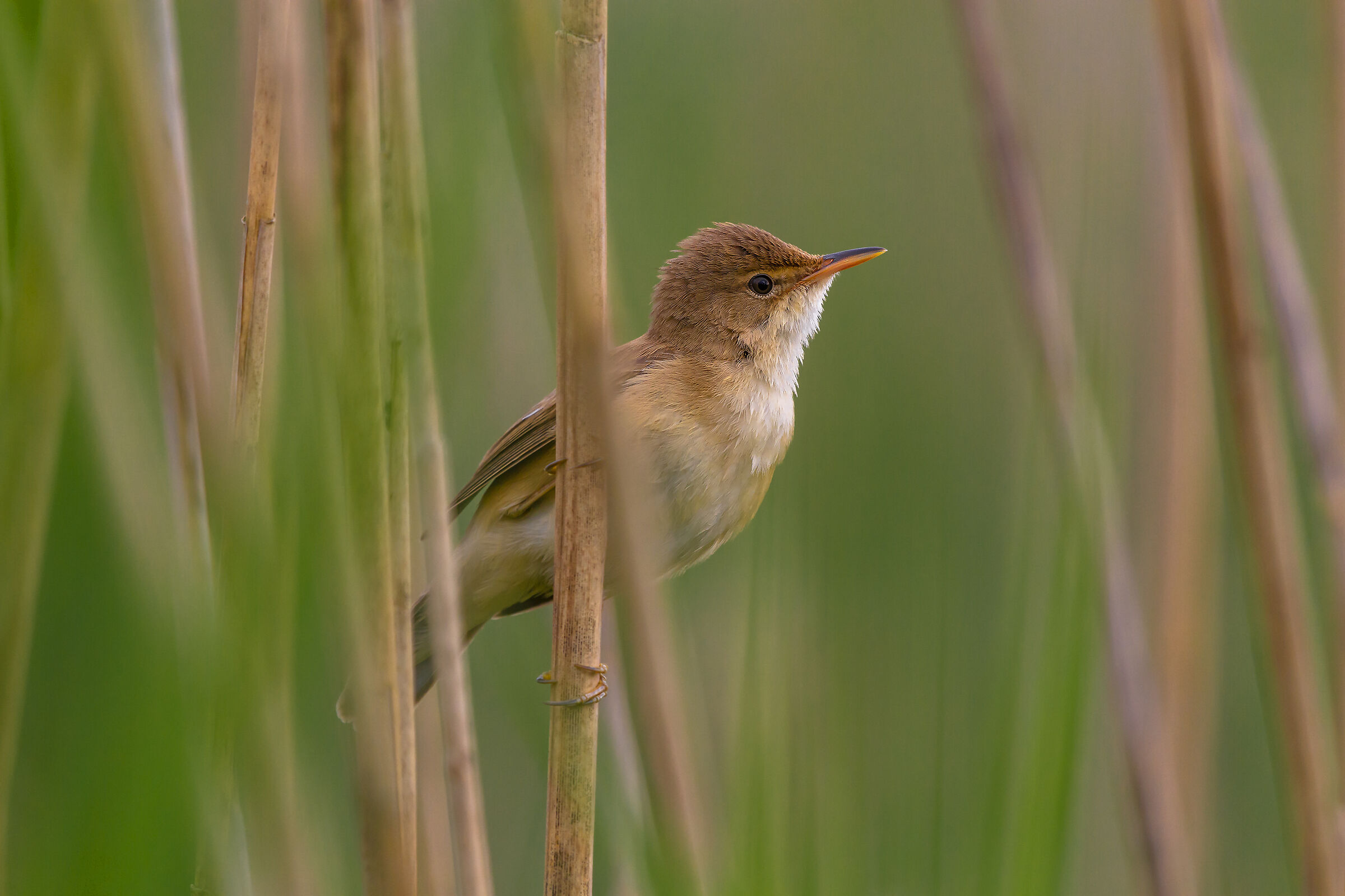 Great reed warbler...