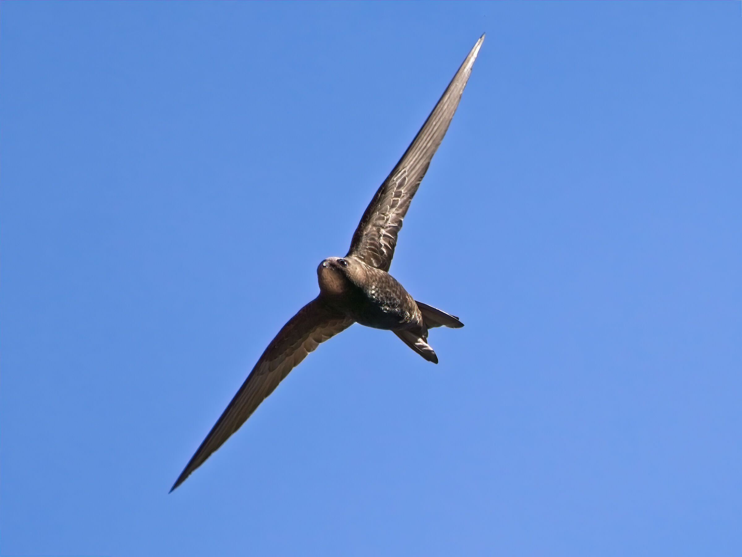 Welcome back swifts...