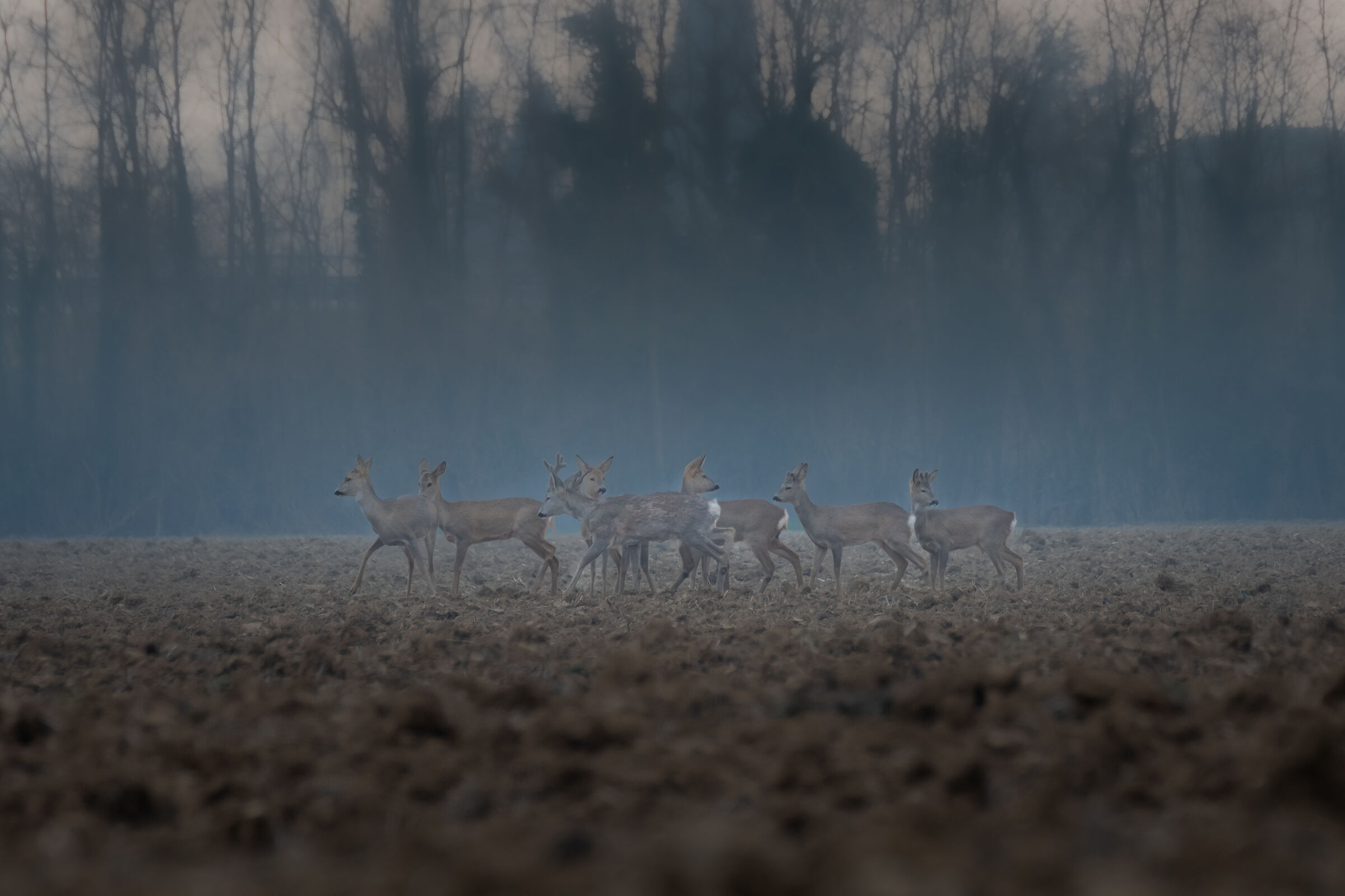 The pack in the mist...