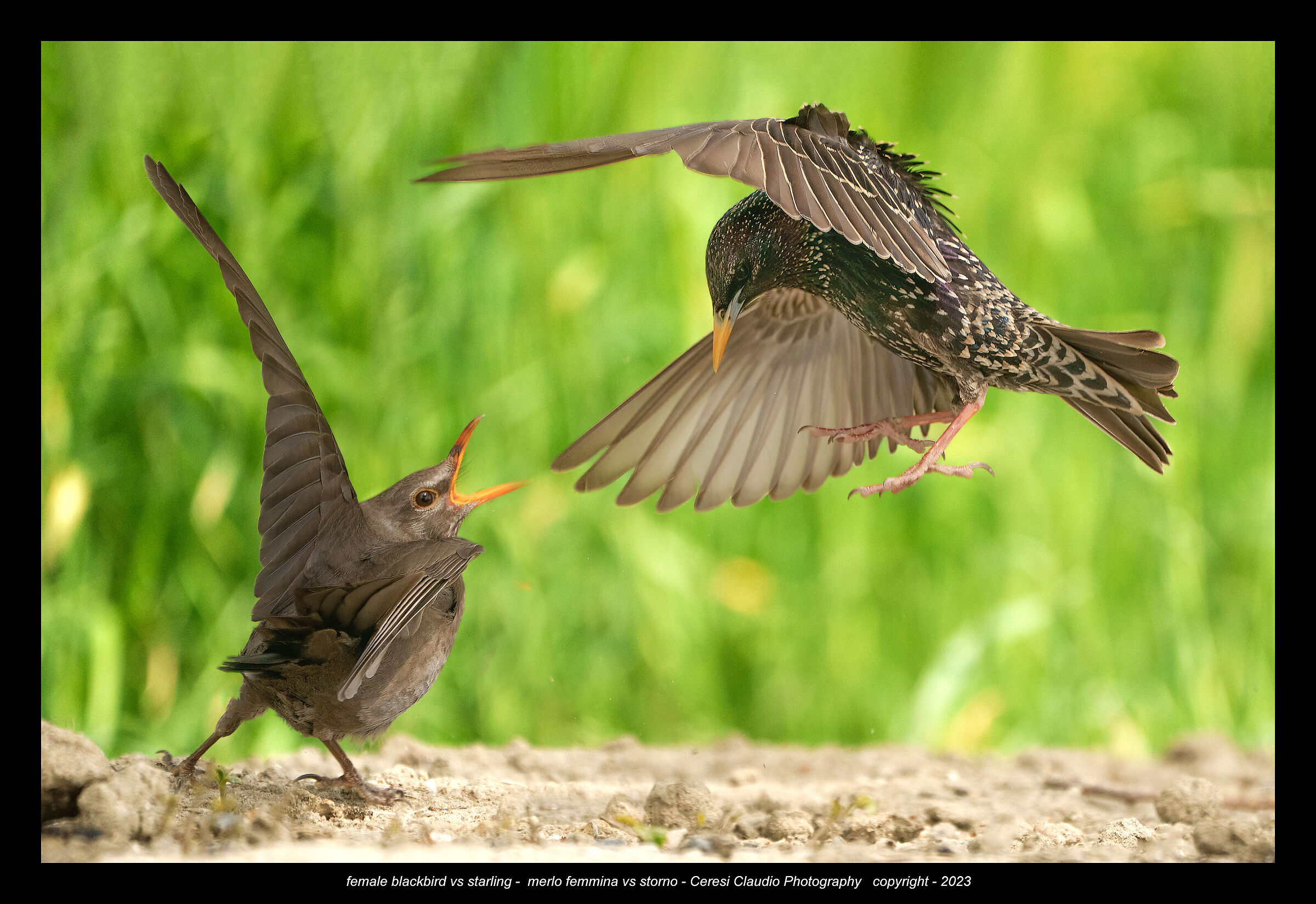 female blackbird Vs starling...