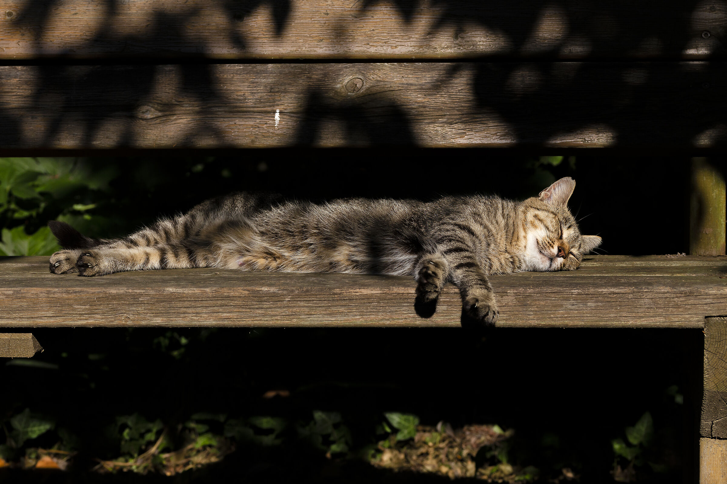 well-deserved rest (cat in freedom)...