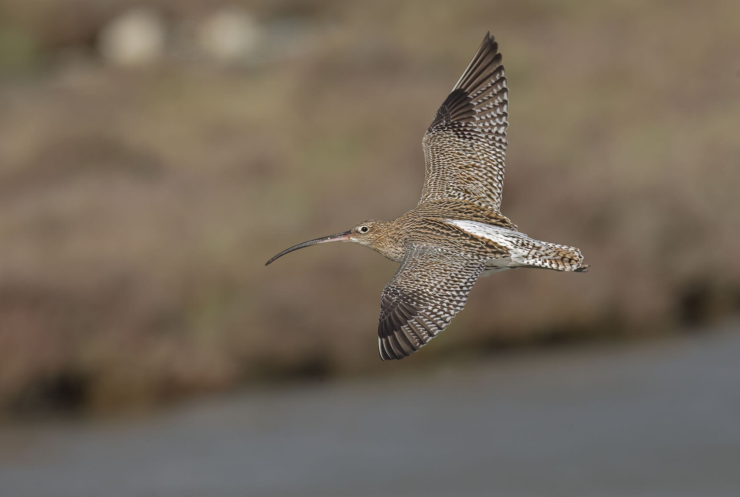curlew.......