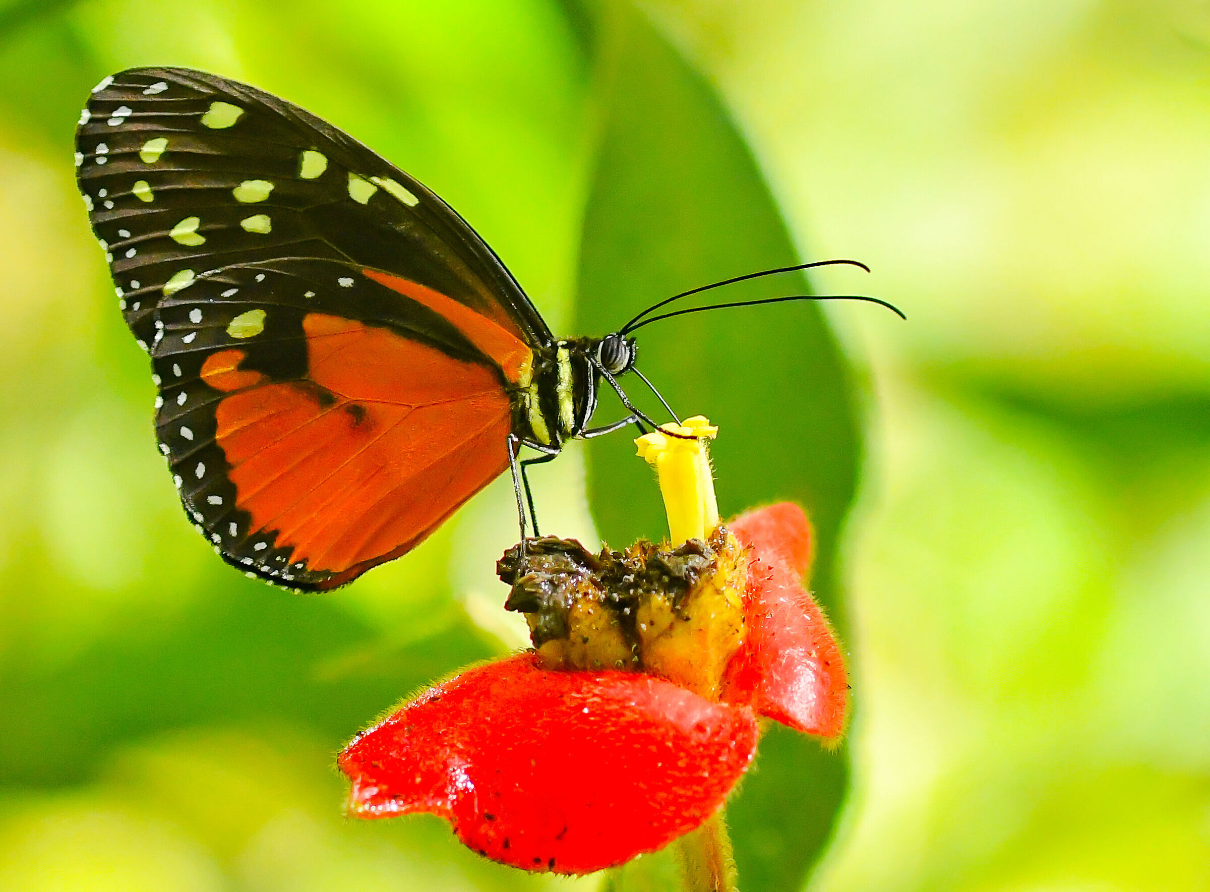 Costa Rican butterfly...
