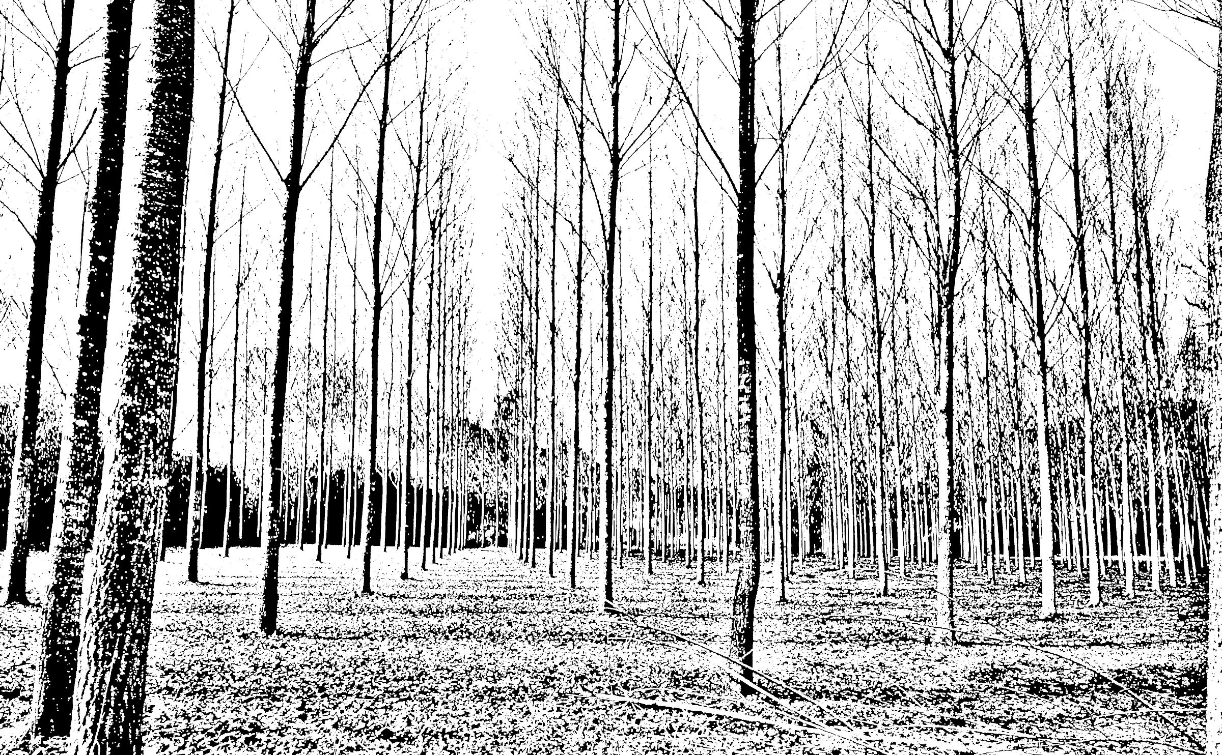 Poplars in the Aniene valley...