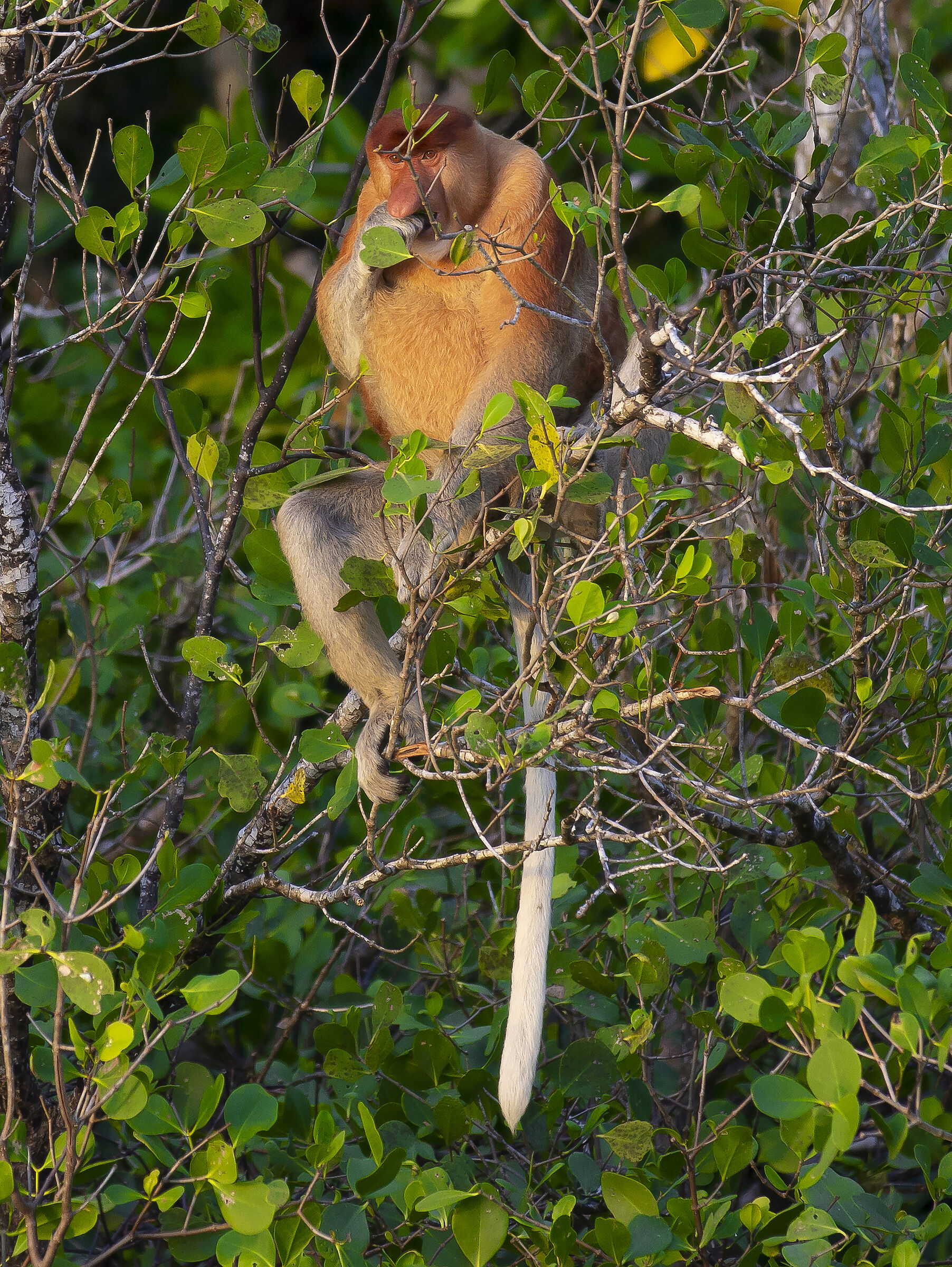 proboscis monkey...