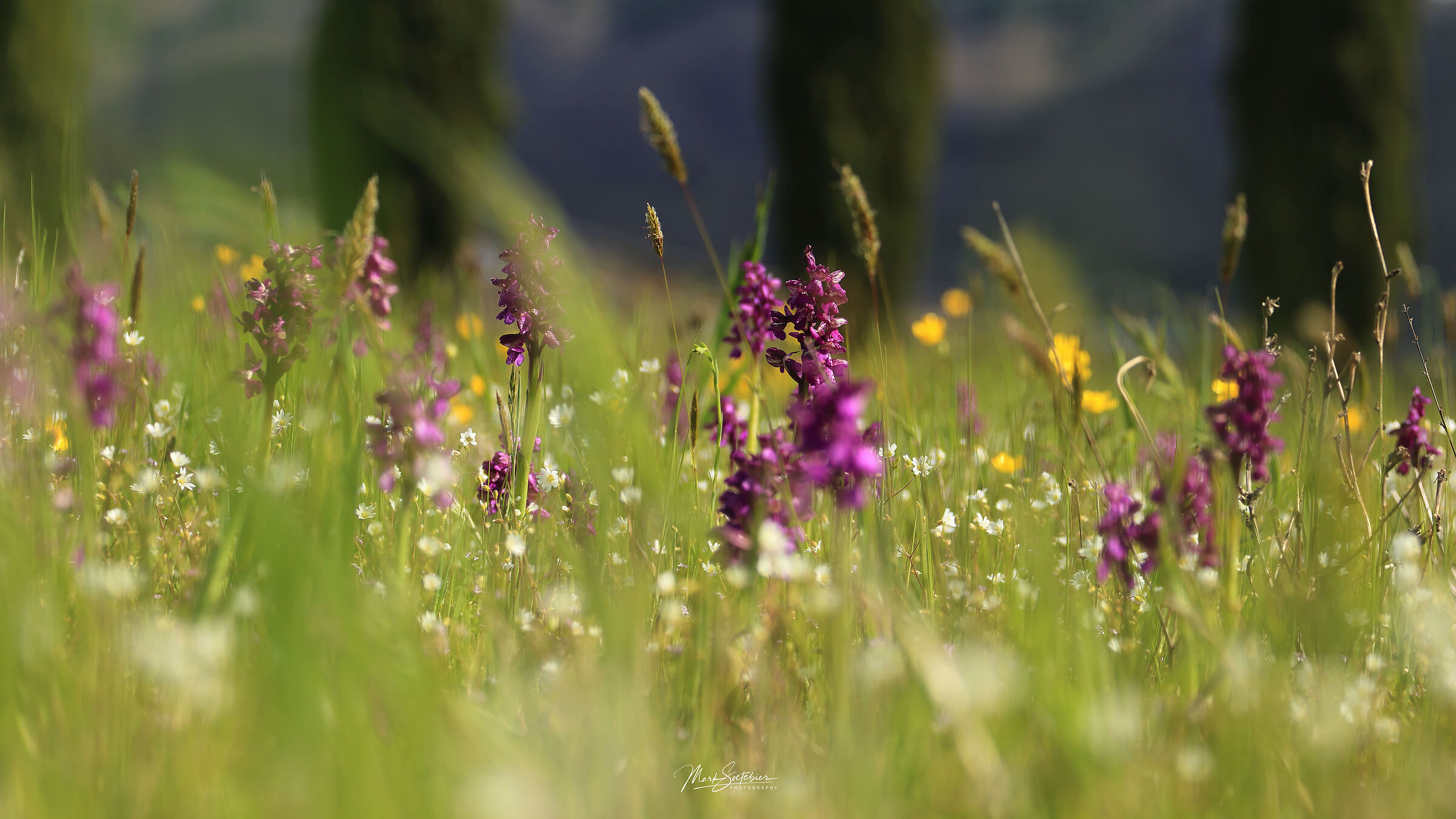 Wild orchids and cypresses...