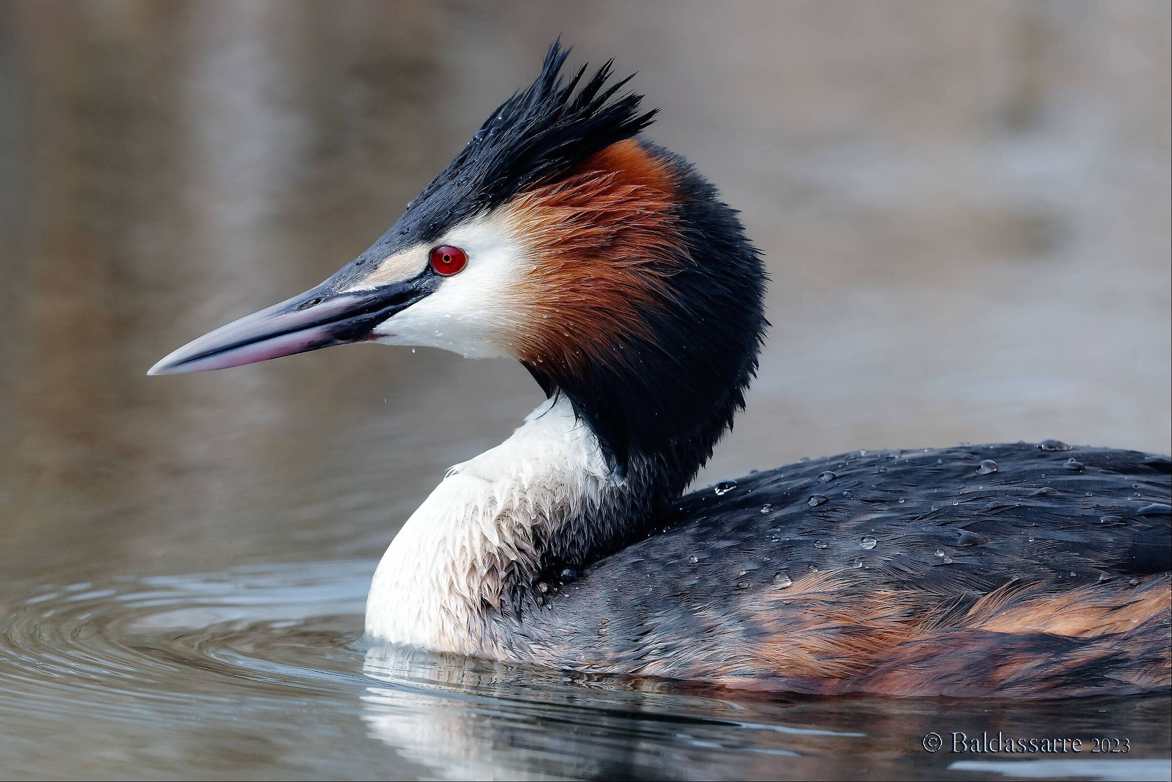 Great Crested Grebe (portrait)...